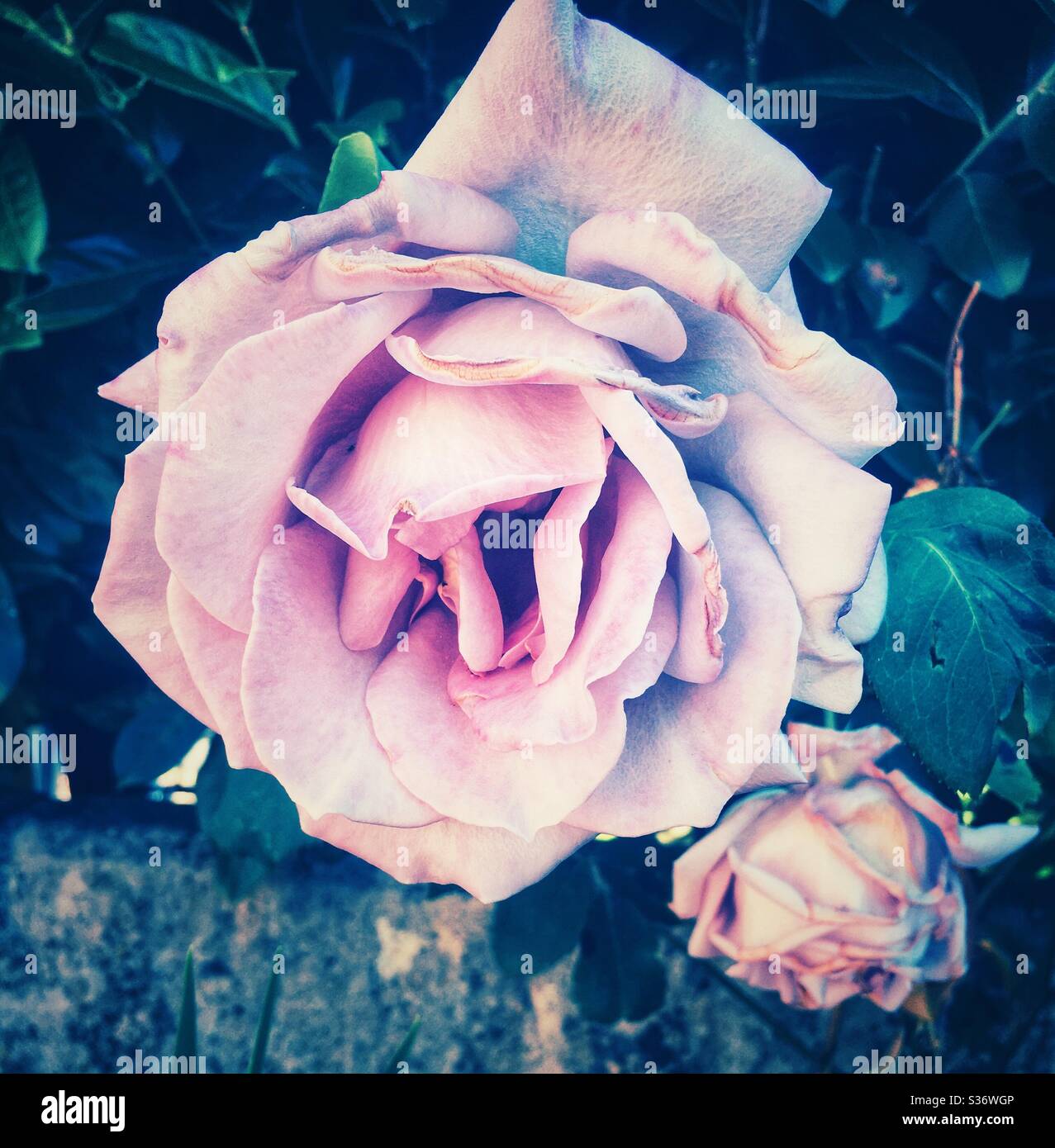 Blaue rose Blume Stockfoto