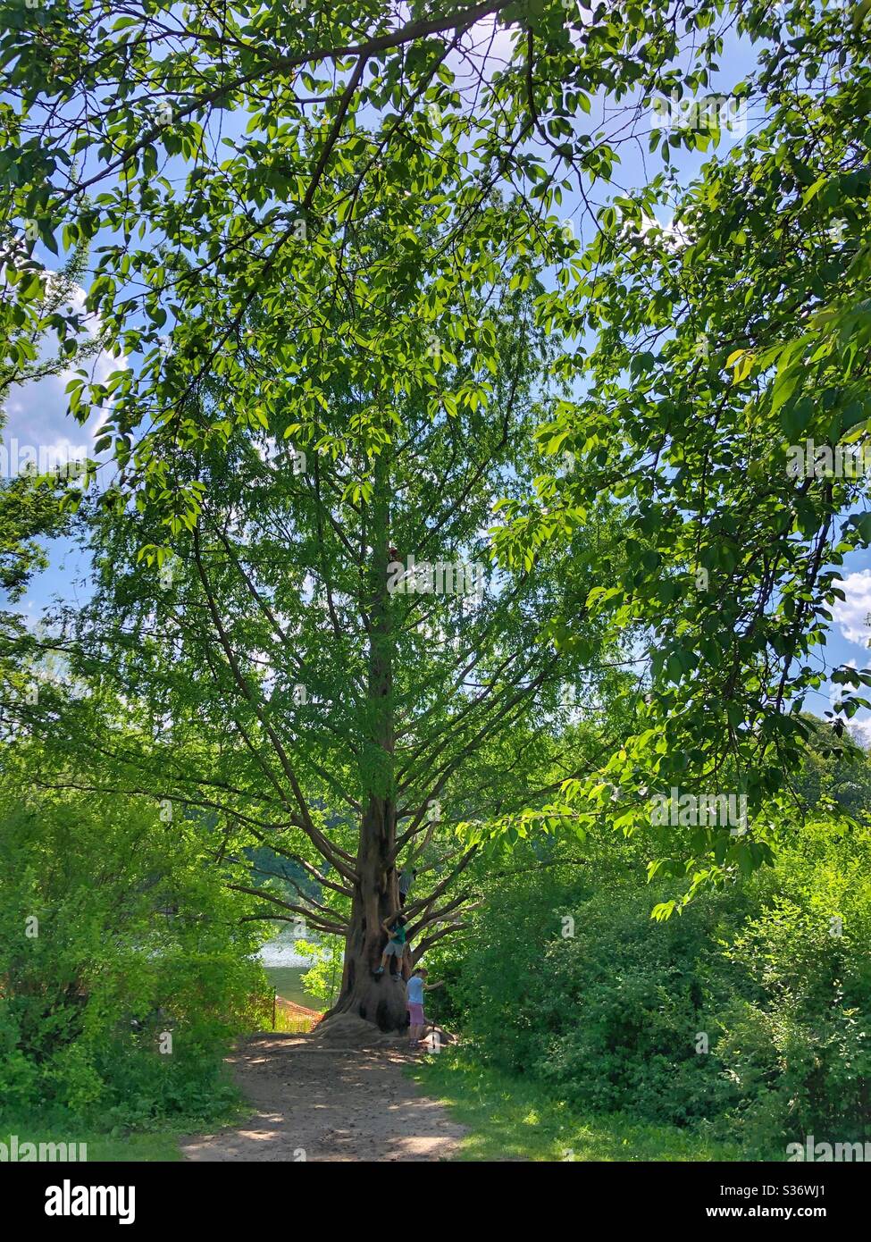 Kinder klettern einen Baum hinauf. - Smartphone-aufgenommenes Stockfoto
