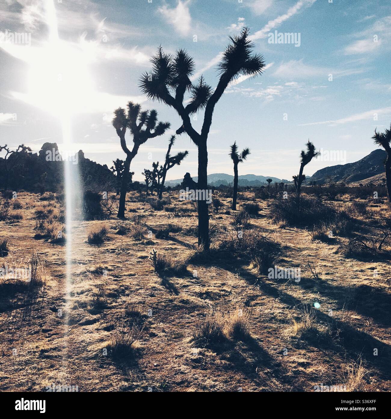 Sonniger Tag im Joshua Tree National Park Stockfoto