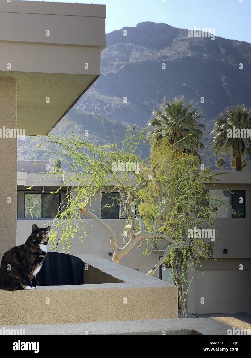 Calico Katze auf einem Vorsprung. Palm Springs CA April 2020 Stockfoto