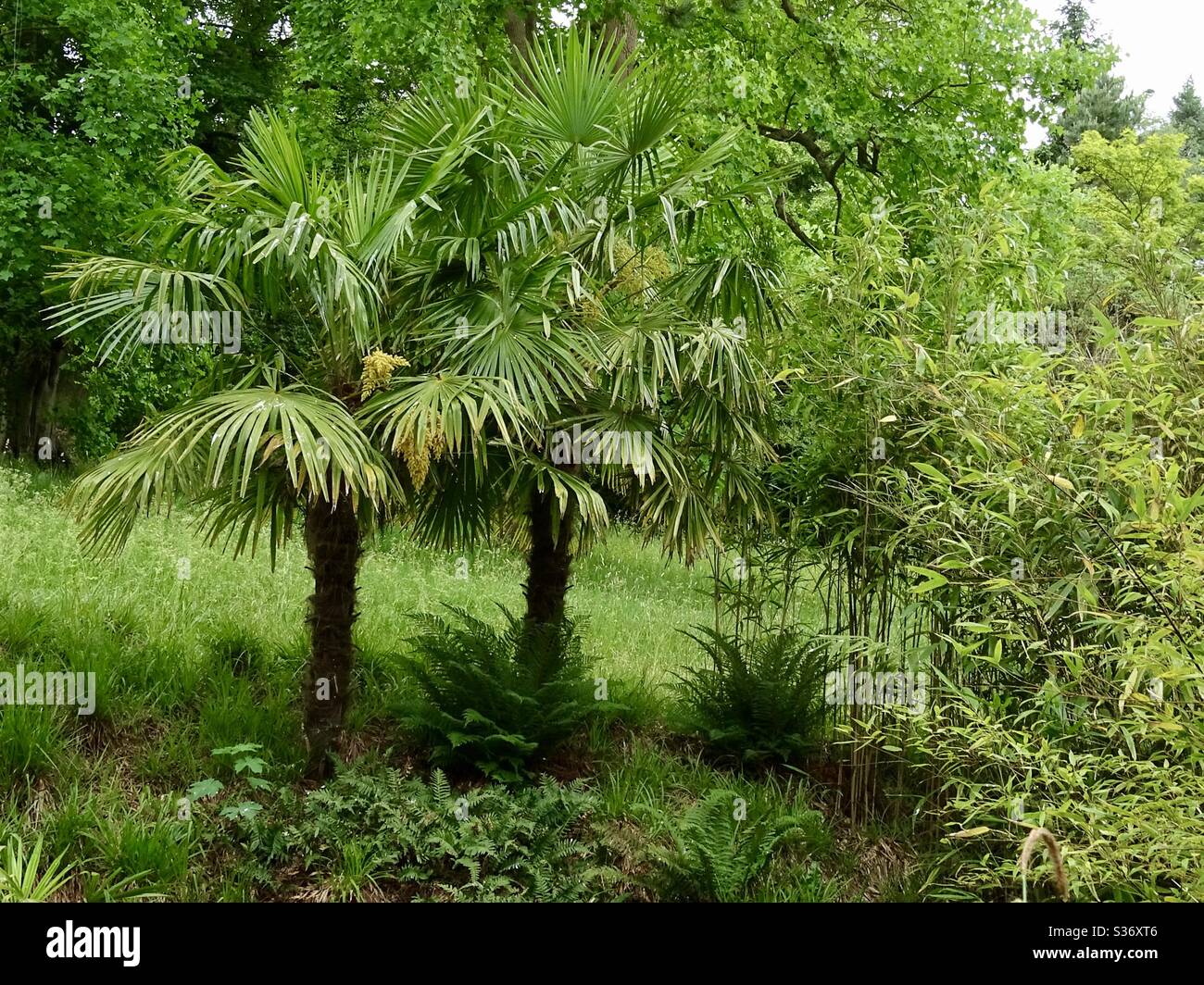 Palmen wachsen in der englischen Landschaft Stockfoto