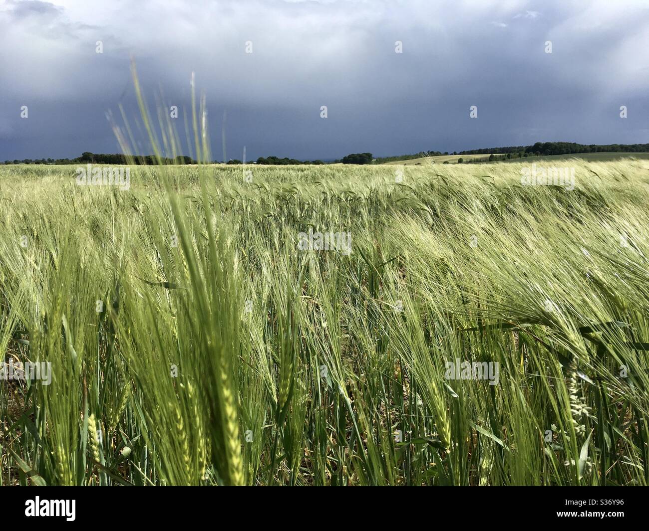 Früher unausgereiftes Weizenfeld in Staffordshire, England, unter Regen gewaschenen Himmel - Smartphone-aufgenommenes Stockfoto