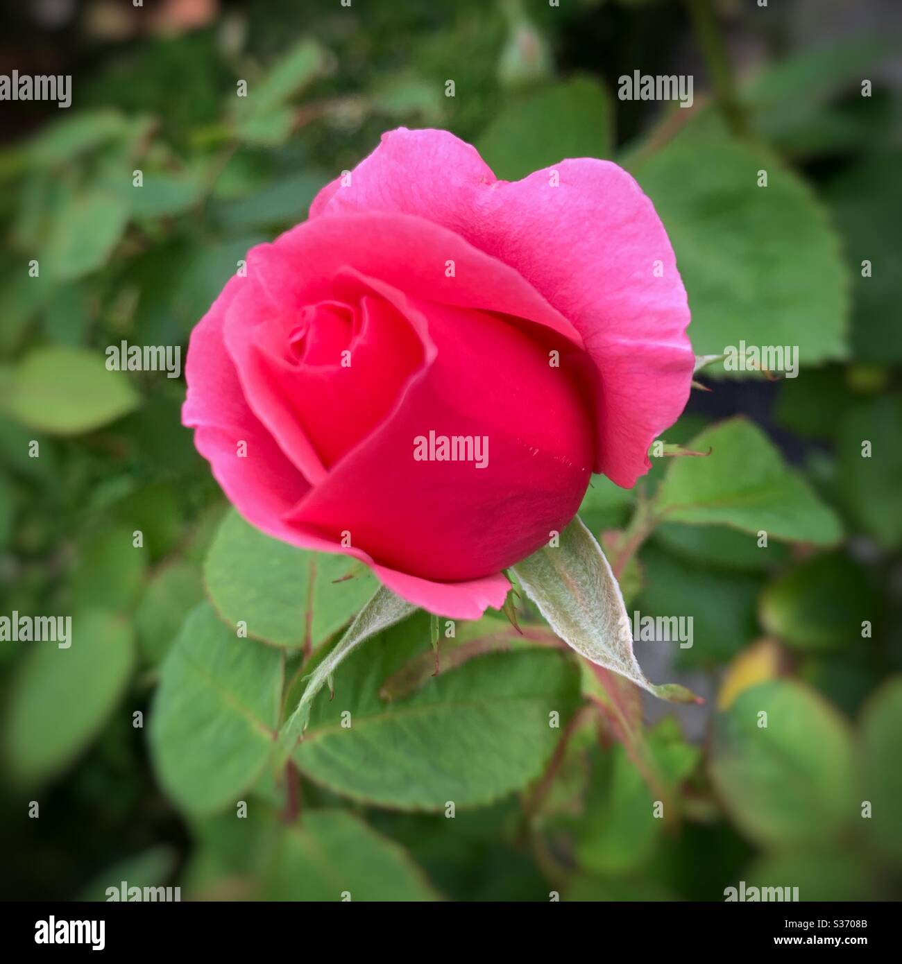 Justice of the Peace Rose, leuchtend rosa - Smartphone-aufgenommenes Stockfoto