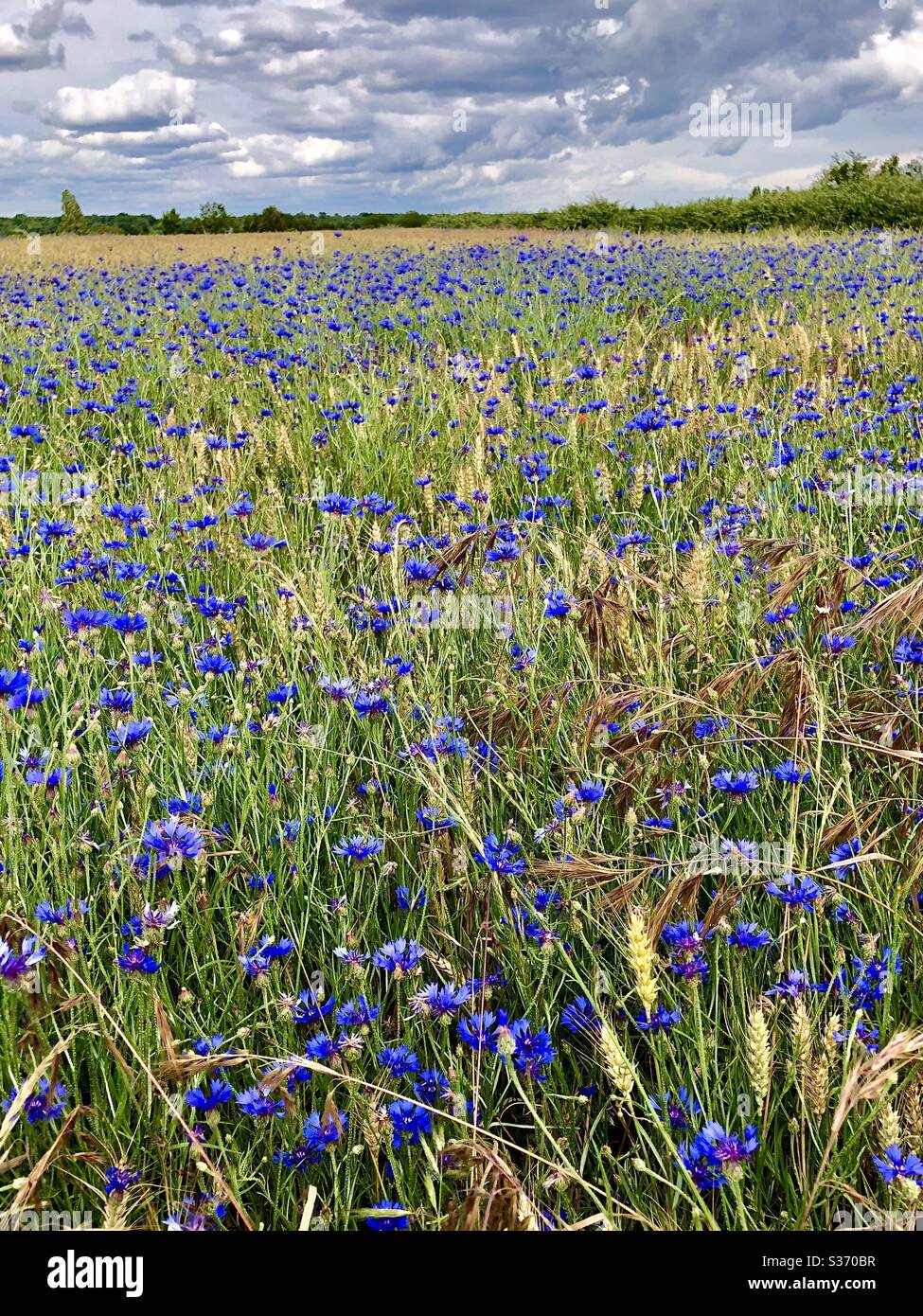 Kornfeld voller blauer Kornblumen (Centurea Cygnus), Indre, Frankreich. - Smartphone-aufgenommenes Stockfoto