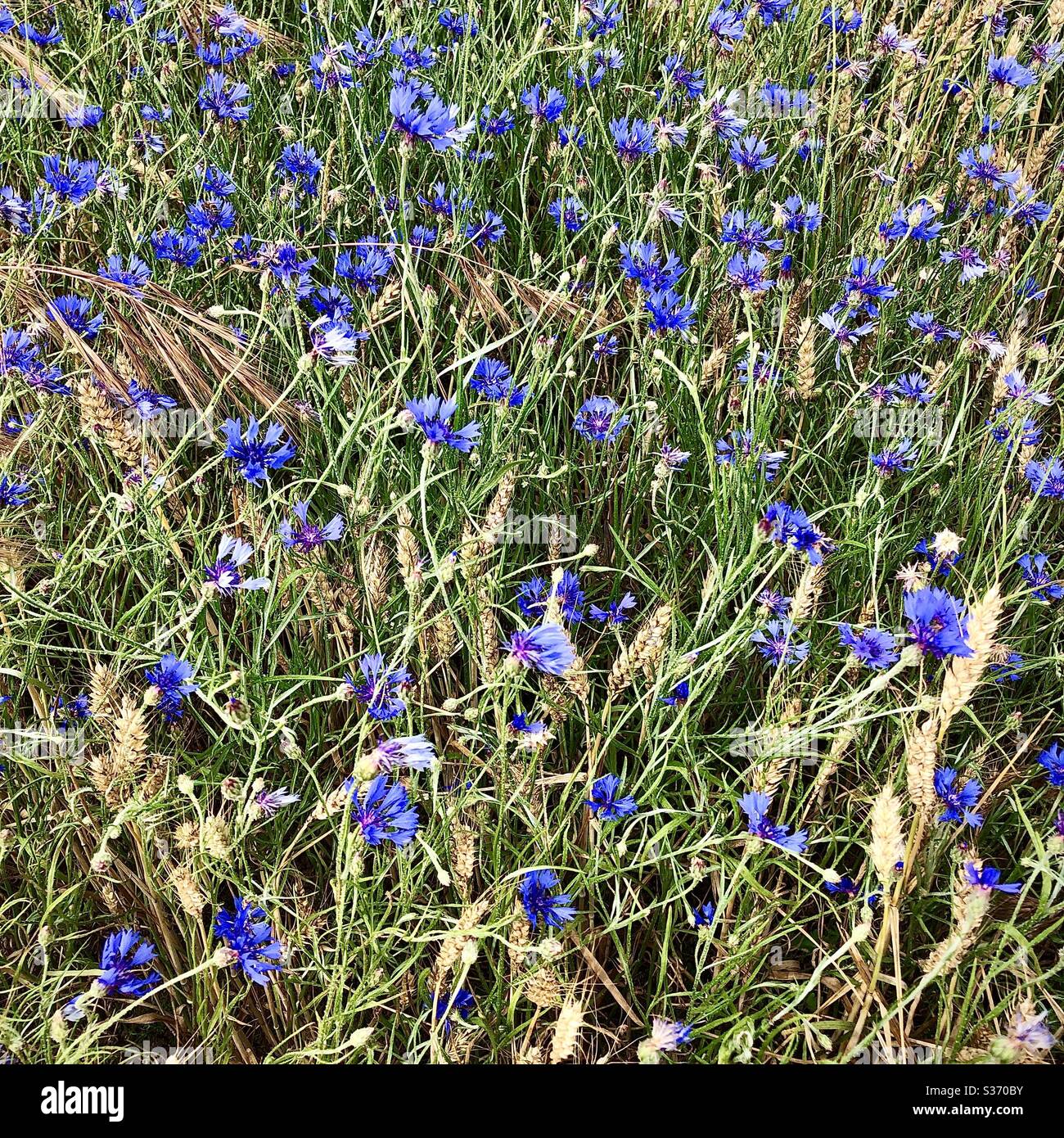 Blaue Kornblumen im Feld des reifenden Mais, Indre, Frankreich. - Smartphone-aufgenommenes Stockfoto