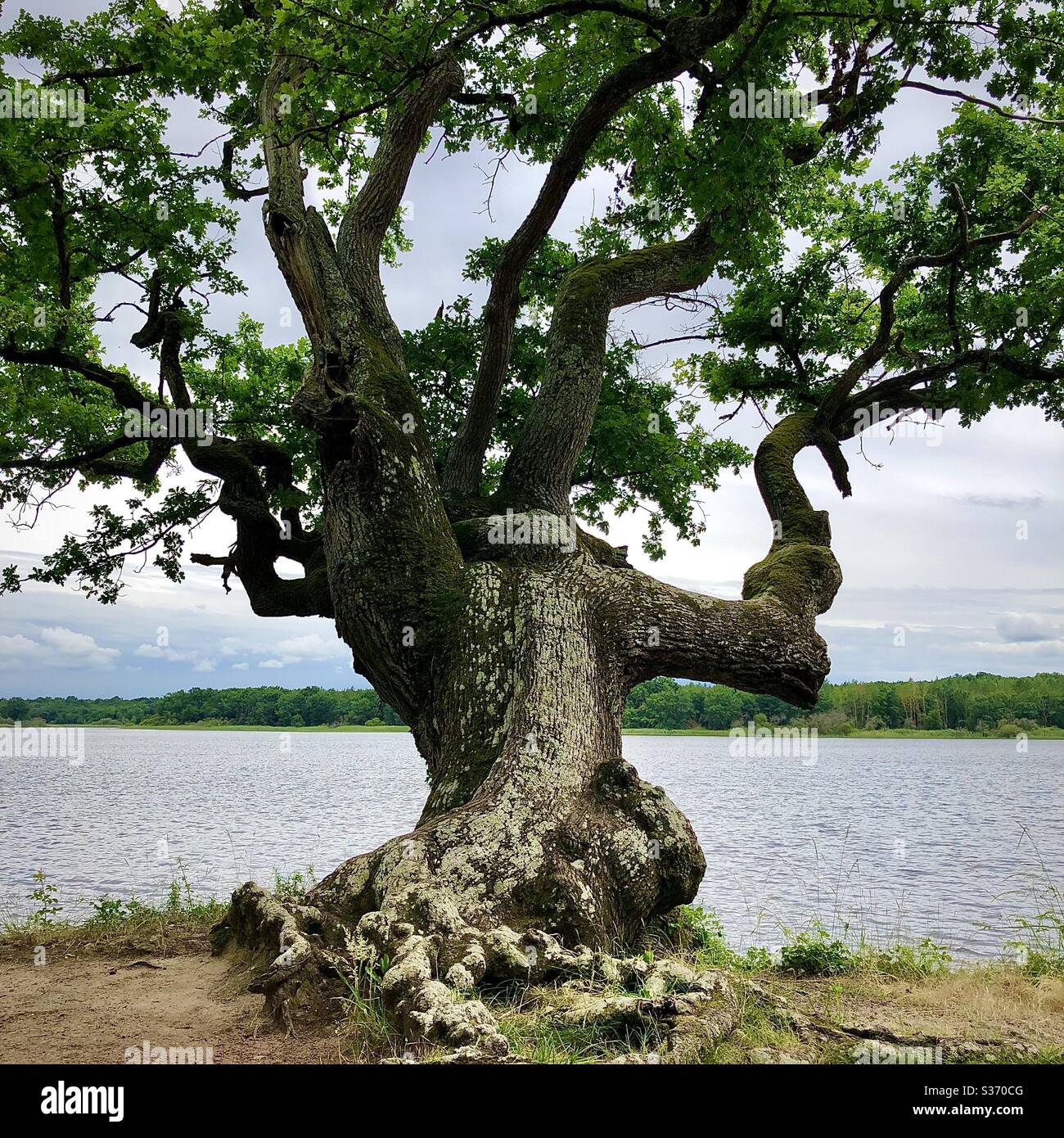Alte verdrehte Eiche am Seeufer im Nationalpark Brenne und Naturschutzgebiet, Indre, Frankreich. - Smartphone-aufgenommenes Stockfoto