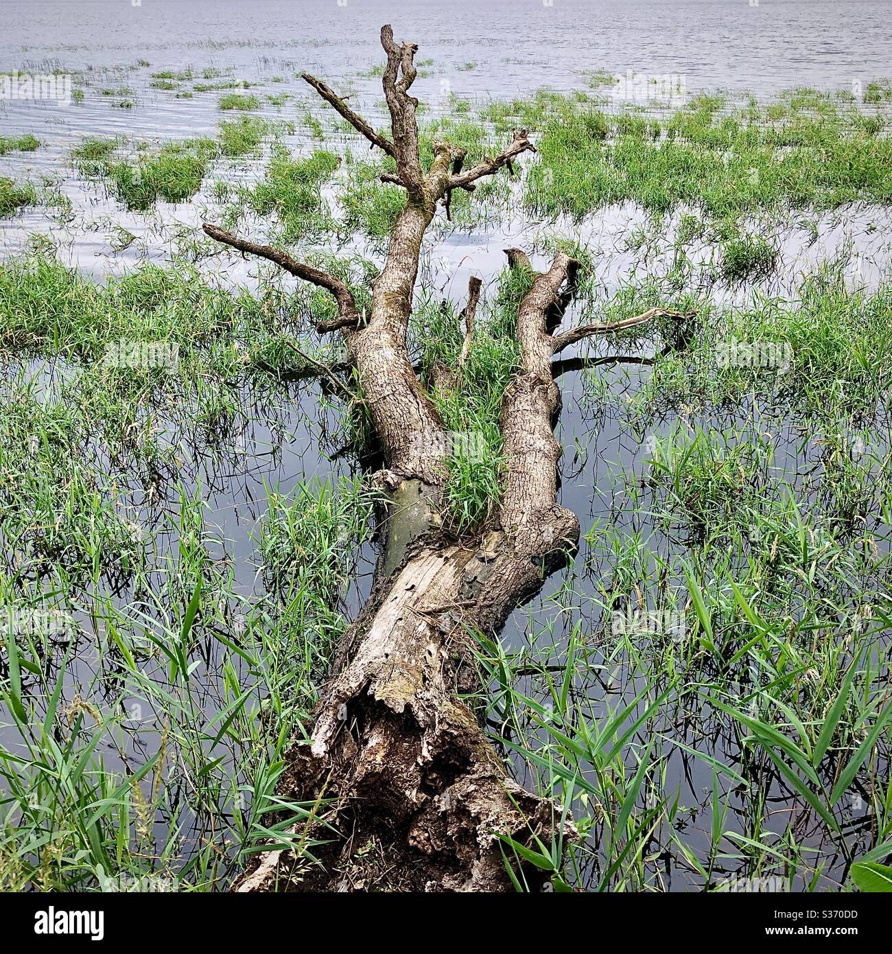 Alte tote gefallene Eiche Baumstamm liegt im flachen Wasser des Sees in der Brenne, Indre, Frankreich. - Smartphone-aufgenommenes Stockfoto
