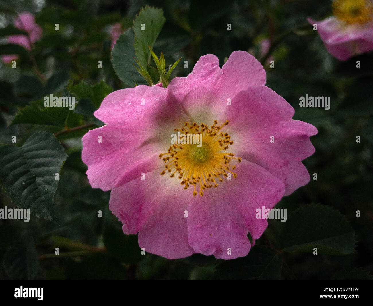 Rosa cinnamomea, rosa Hund Rose Blume Stockfoto