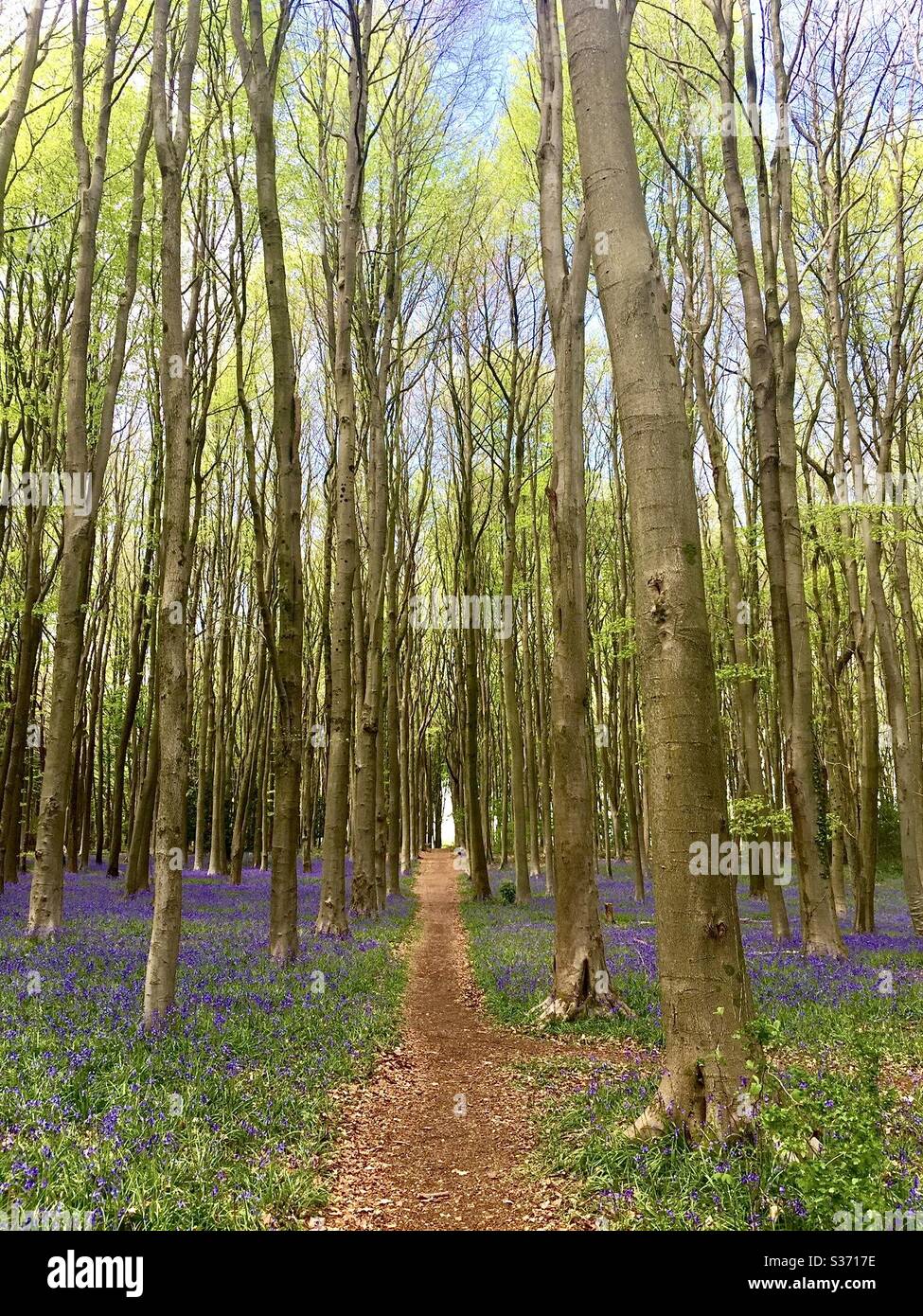 Bluebells in einem Wald Stockfoto