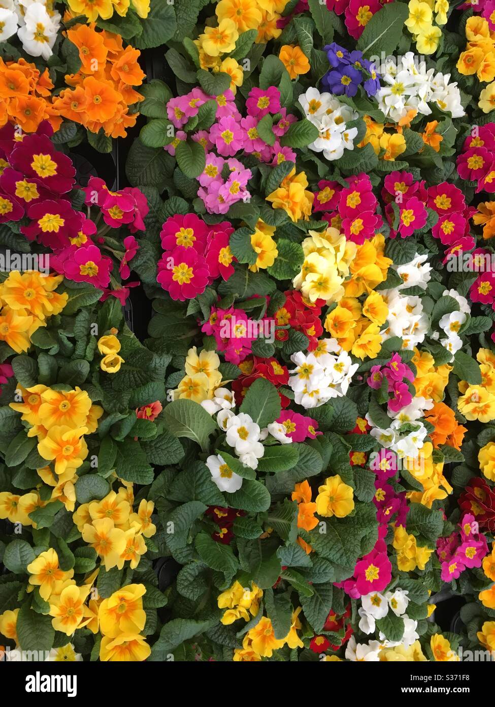 Verkündete Blumen in mehreren Farben. Stockfoto