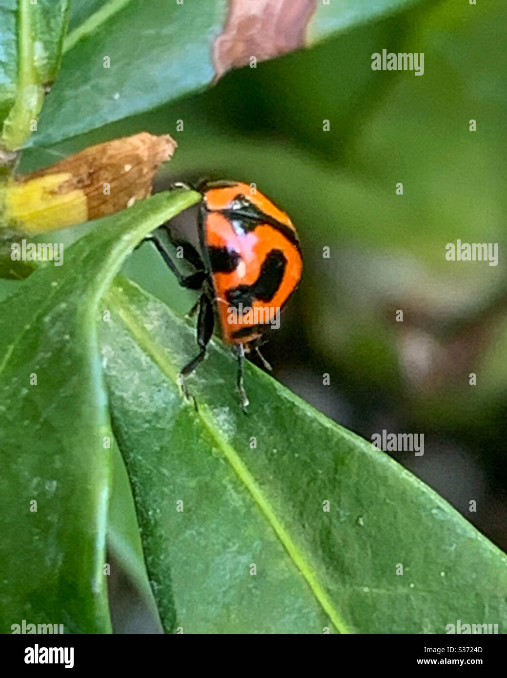 Sprung des Glaubens, Lady Bird einen riesigen Schritt von der Kante eines grünen Blattes. Hinüber - Smartphone-aufgenommenes Stockfoto