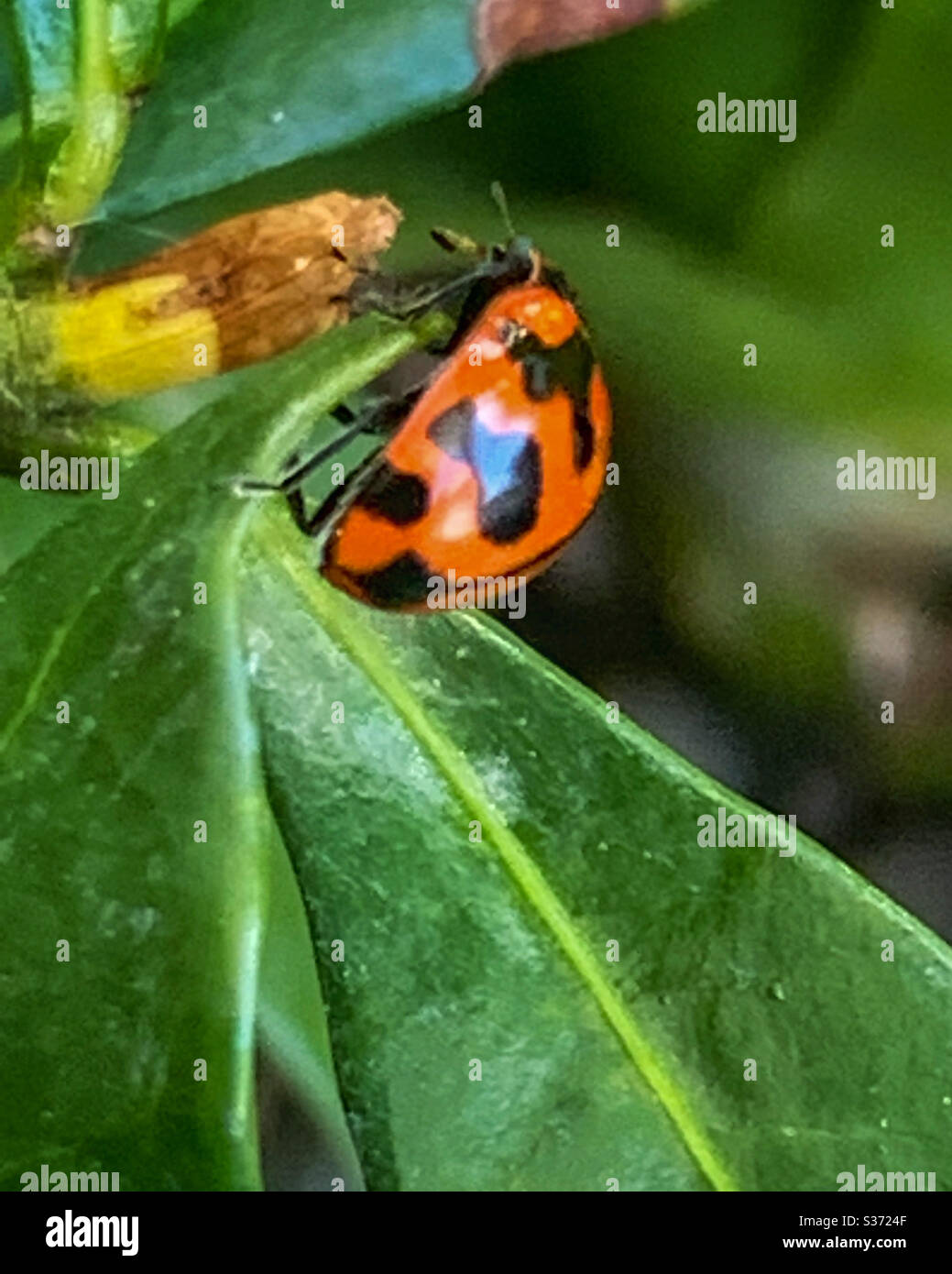 Marienkäfer Marienvogel - Smartphone-aufgenommenes Stockfoto