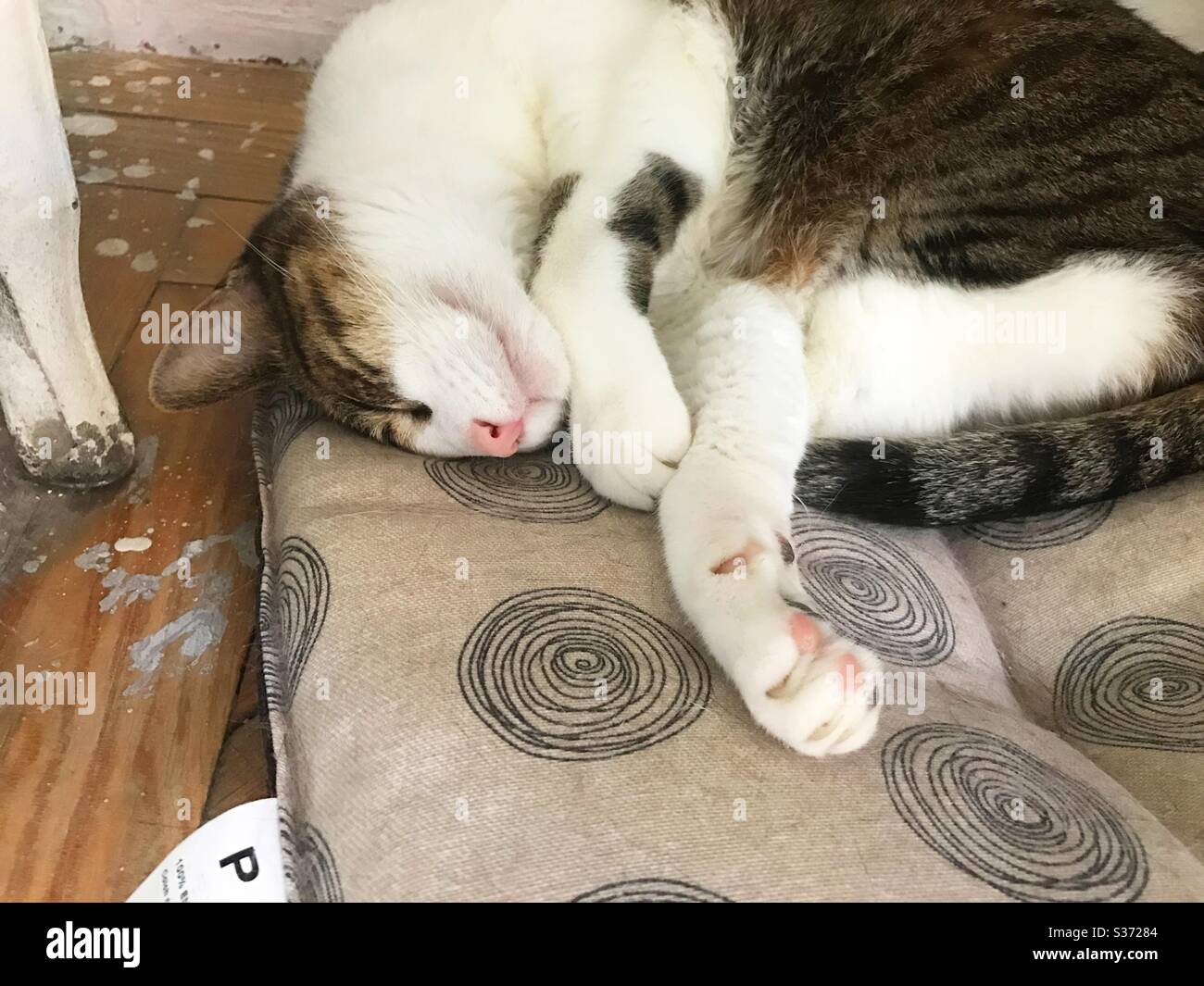 Tabby und weiße Katze schlafen. - Smartphone-aufgenommenes Stockfoto