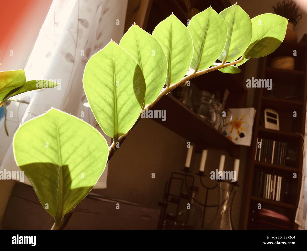 Zanzibar Edelstein, ZZ Pflanze (Zamioculcas) Blätter im Rücklicht Stockfoto