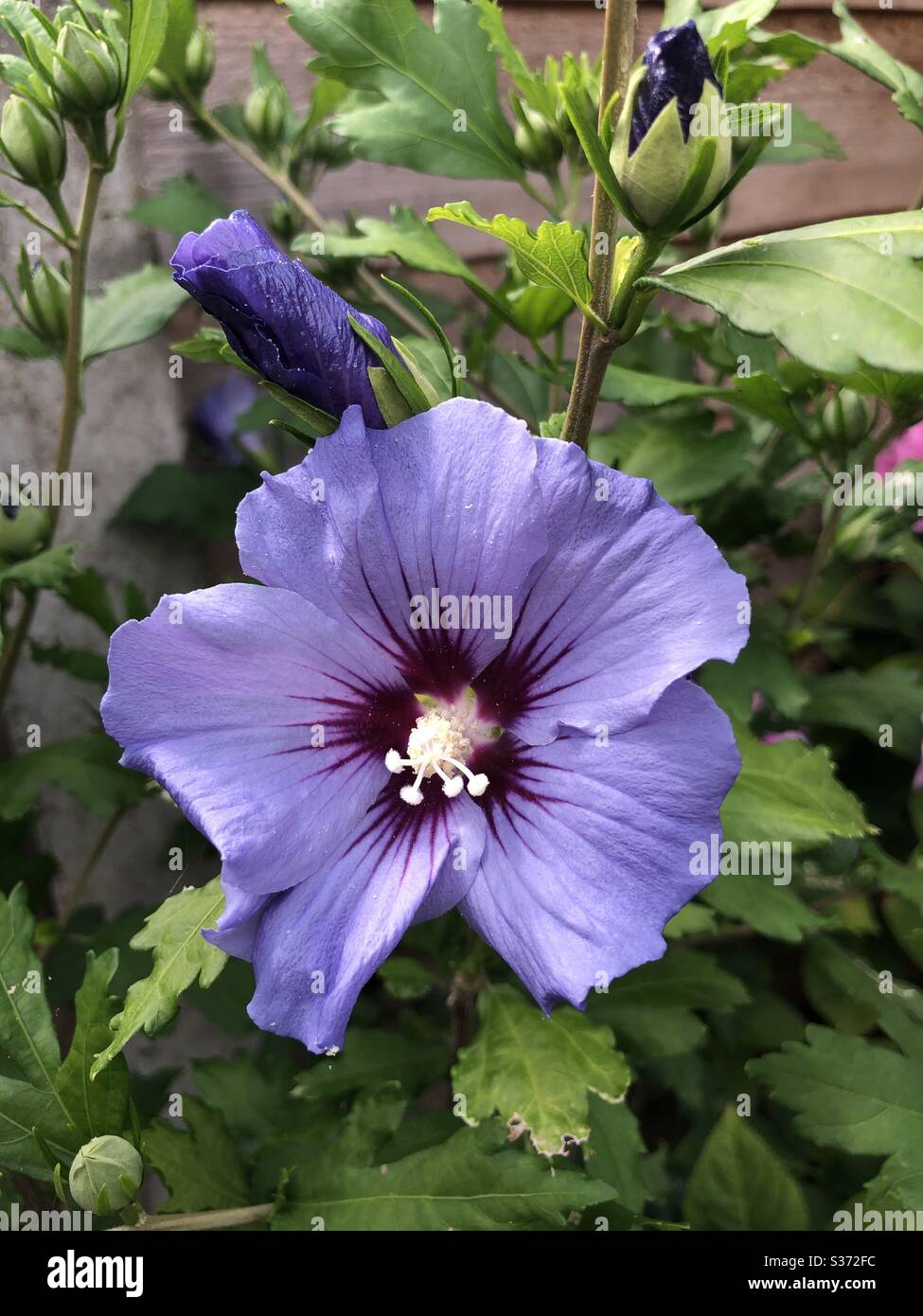 Hibiskus blaue Blume in einem Londoner Garten Stockfoto