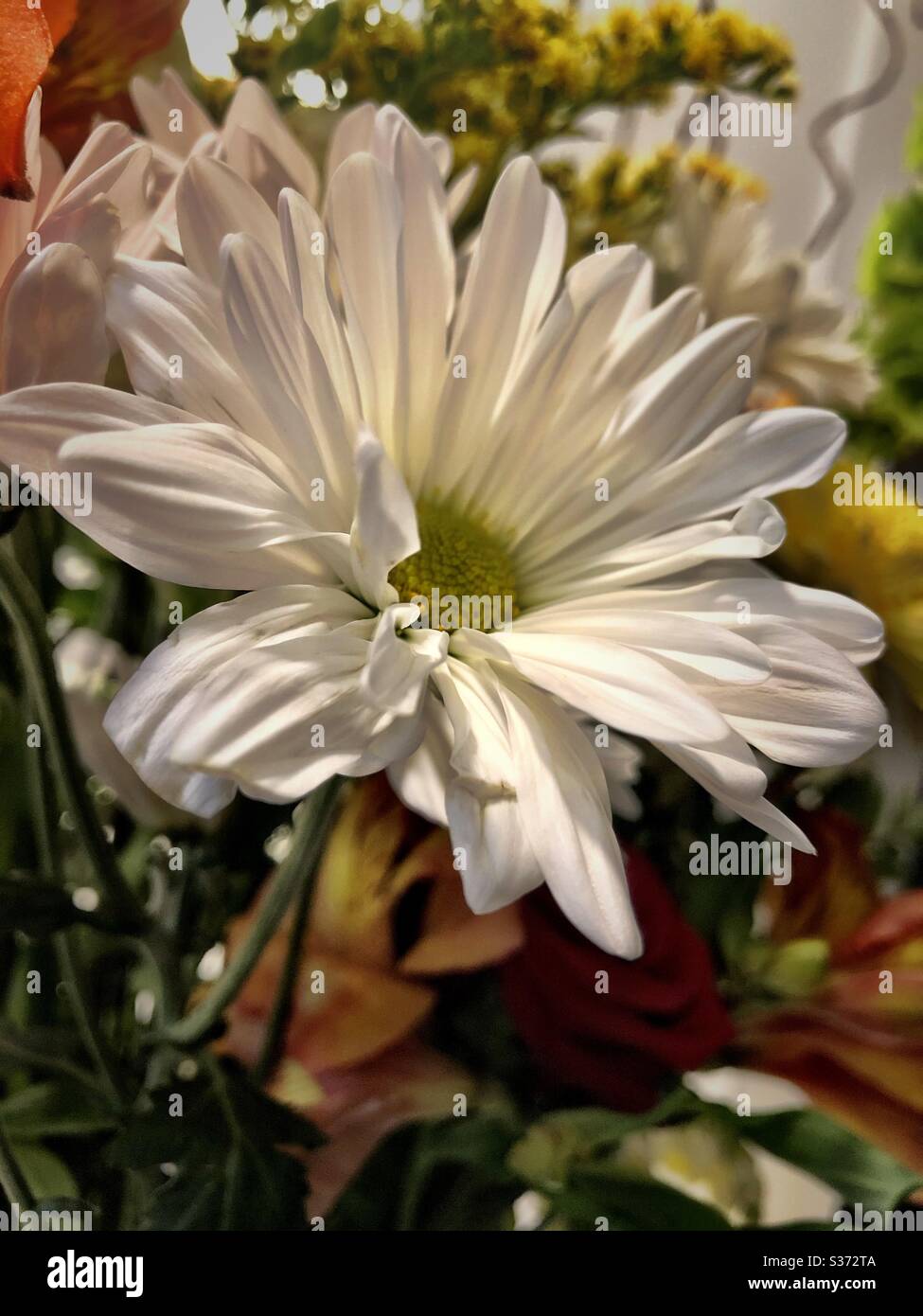 Daisy - Smartphone-aufgenommenes Stockfoto