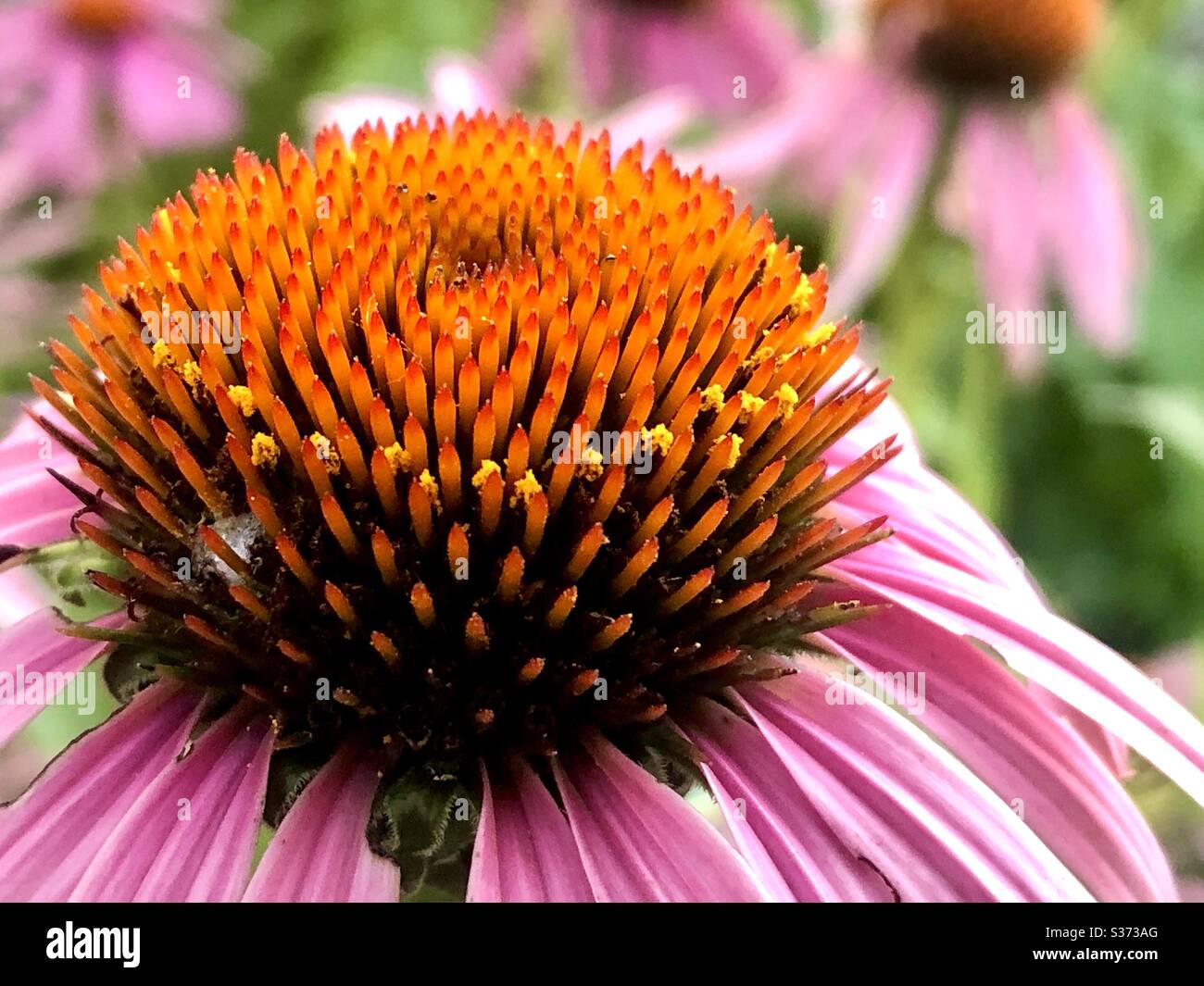 Lila Sonnenblume oder Echinacea - Smartphone-aufgenommenes Stockfoto