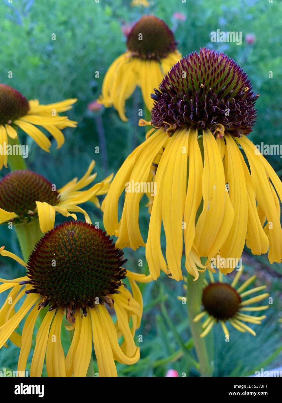 Gelbe Koneblüten mit grünem Hintergrund Stockfoto