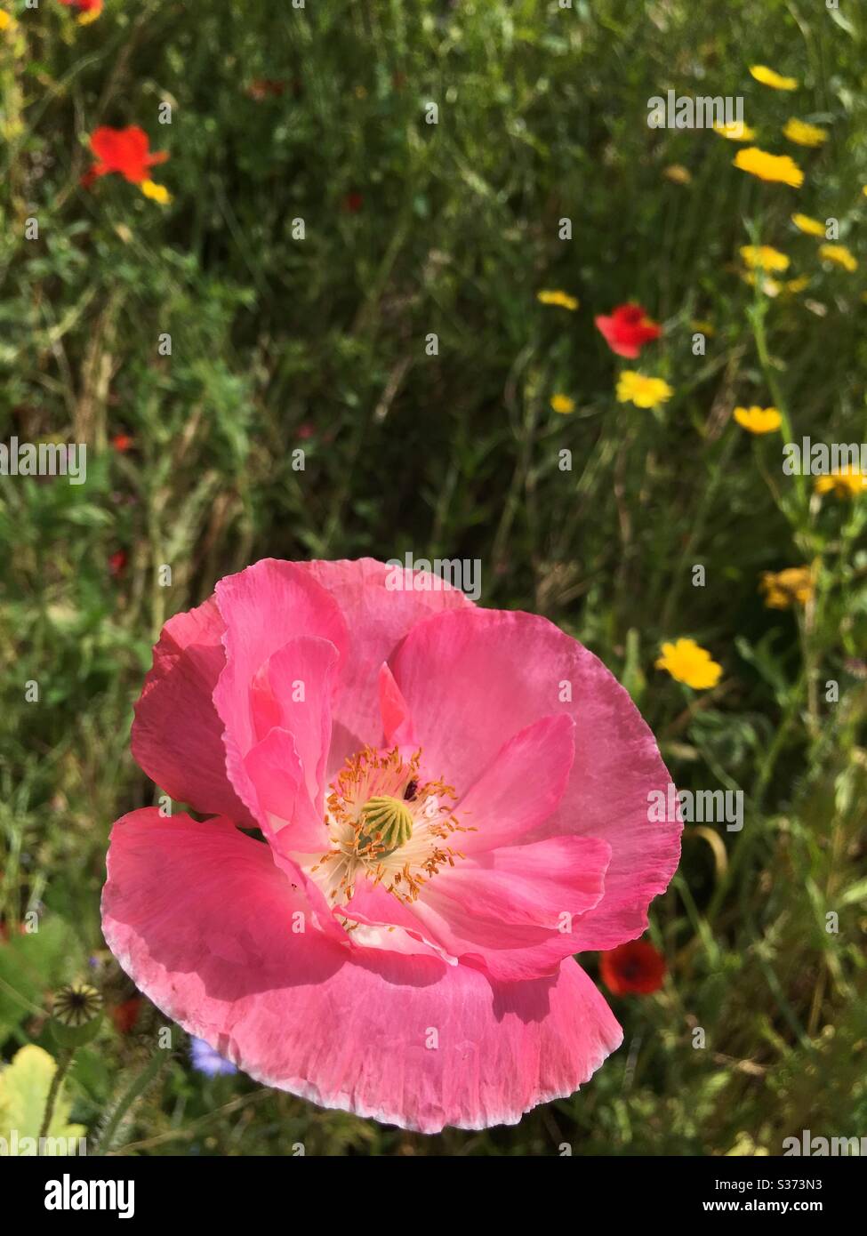 Große rosa Mohnblume - Smartphone-aufgenommenes Stockfoto