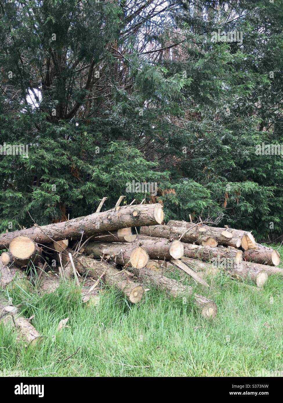 Haufen von Schnittholz - Smartphone-aufgenommenes Stockfoto