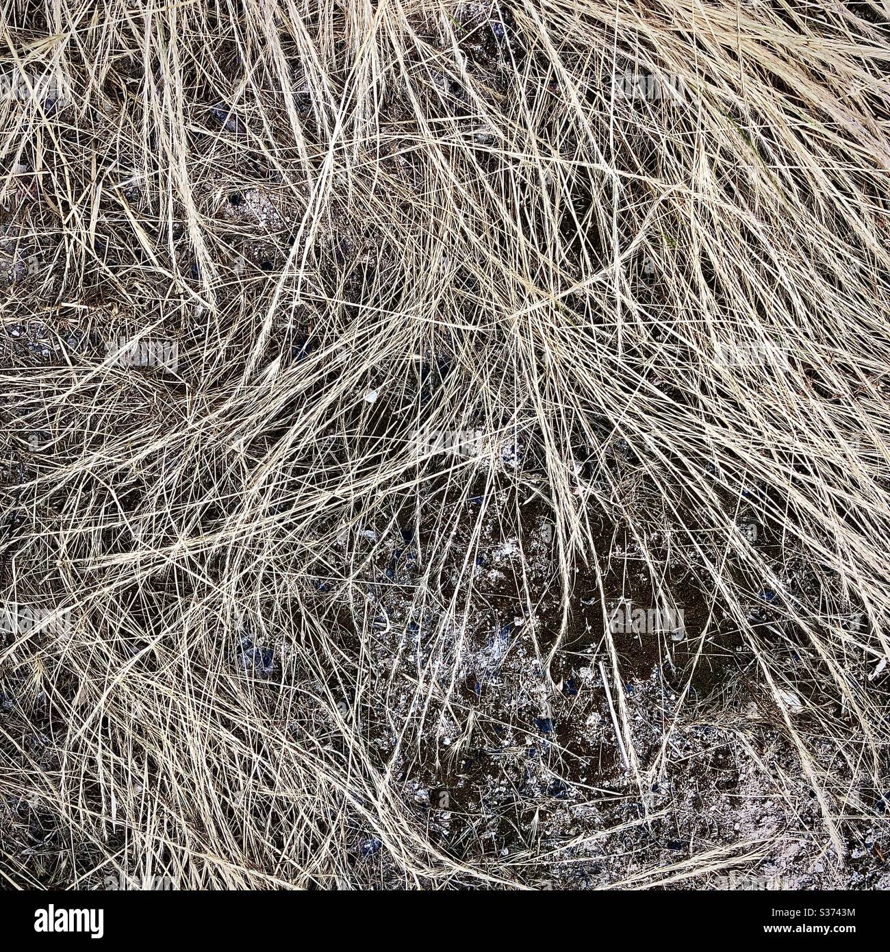 Langes trockenes Gras während der Trockenperiode. Stockfoto
