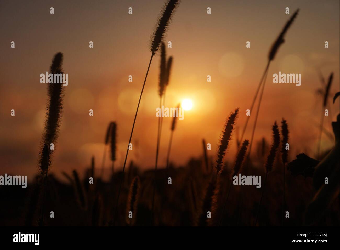 Ähren aus Weizen gegen das Licht, die kleinen Fäden reflektieren das orange Licht des Sonnenuntergangs Stockfoto