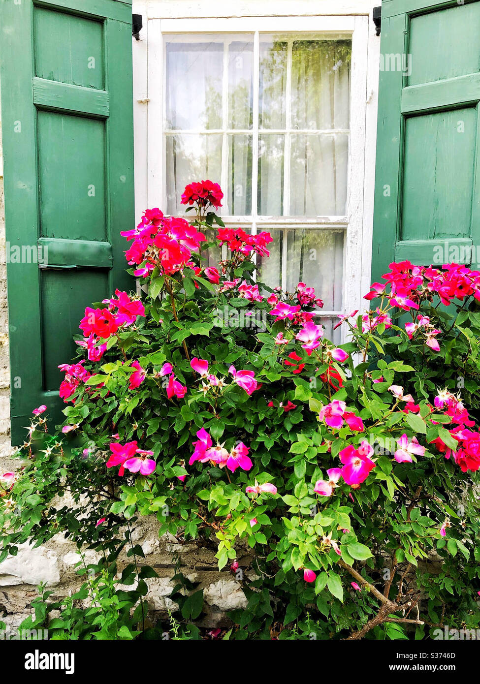 Helle rosa Rosen außerhalb Fenster des Steinhauses mit grünen Fensterläden - Smartphone-aufgenommenes Stockfoto
