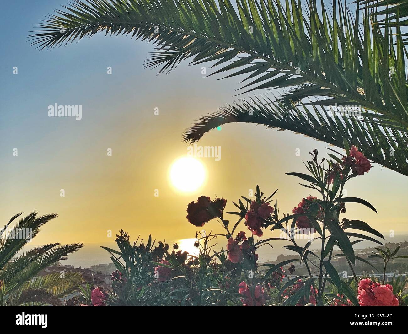 Sonne grandios zwischen Blumen und Palmblättern Stockfoto