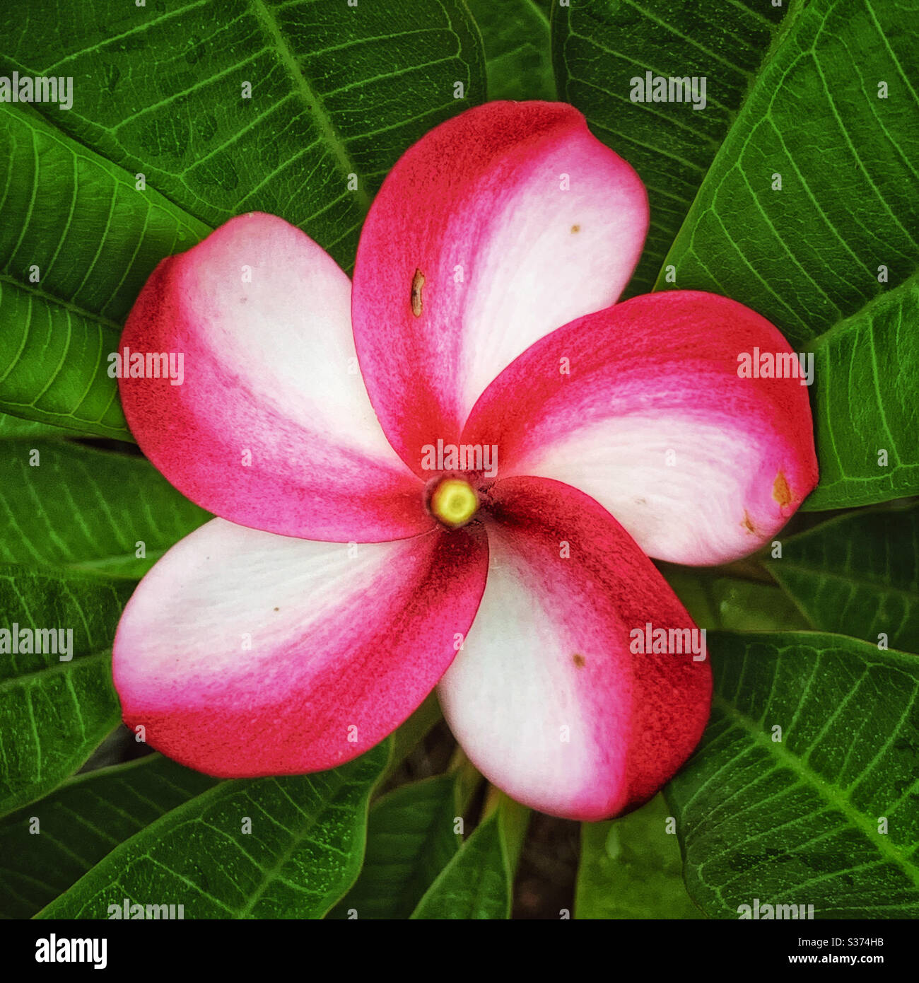 Overhead von einzelnen rot und weiß gestreiften Frangipani Blume Spirale wie ein Windrad auf einem grünen Blatt Hintergrund Stockfoto