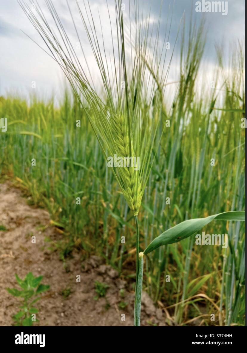 Spaziergänge Stockfoto