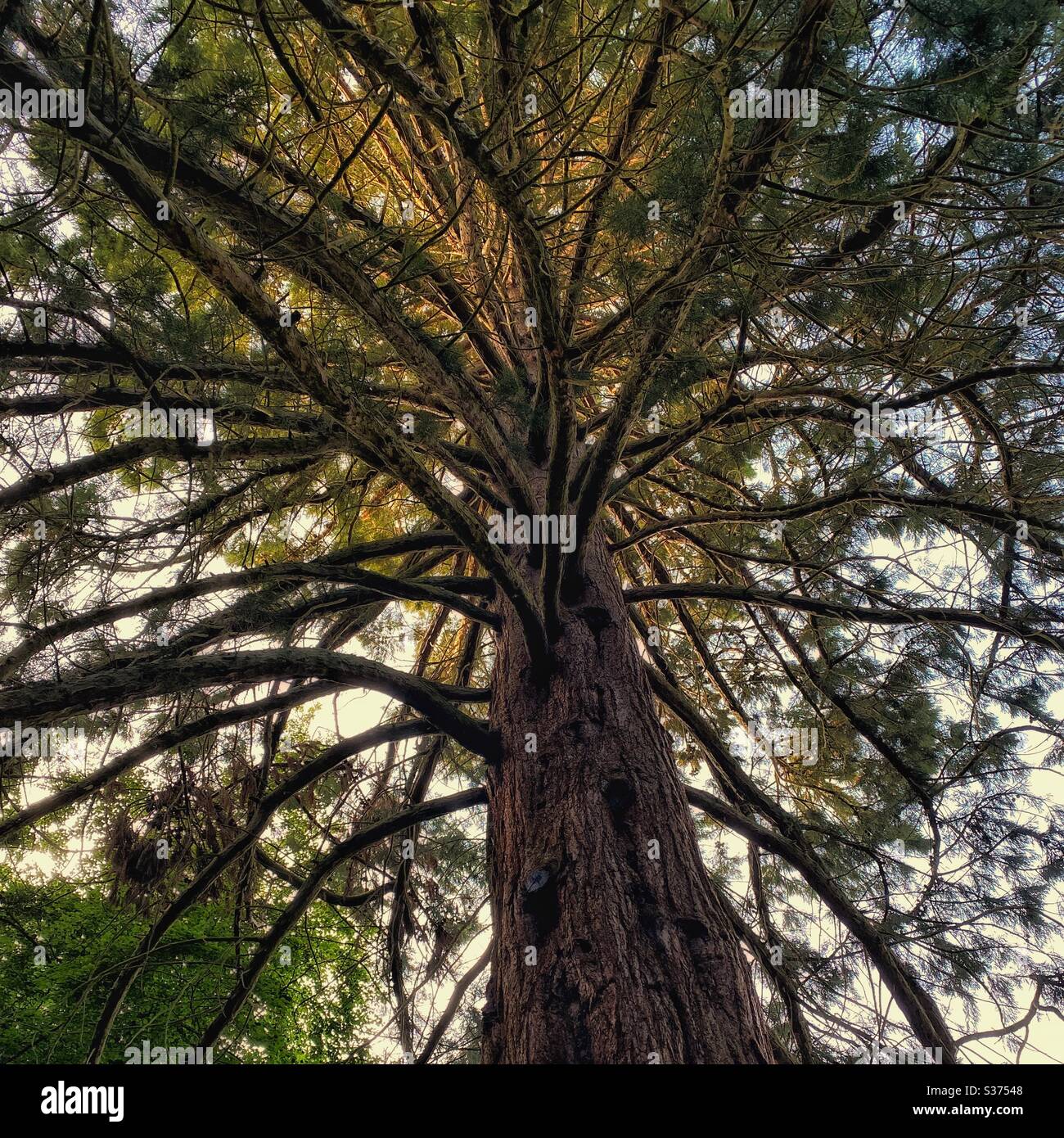 Riesiger Redwood Baum im Brandon Country Park - Smartphone-aufgenommenes Stockfoto