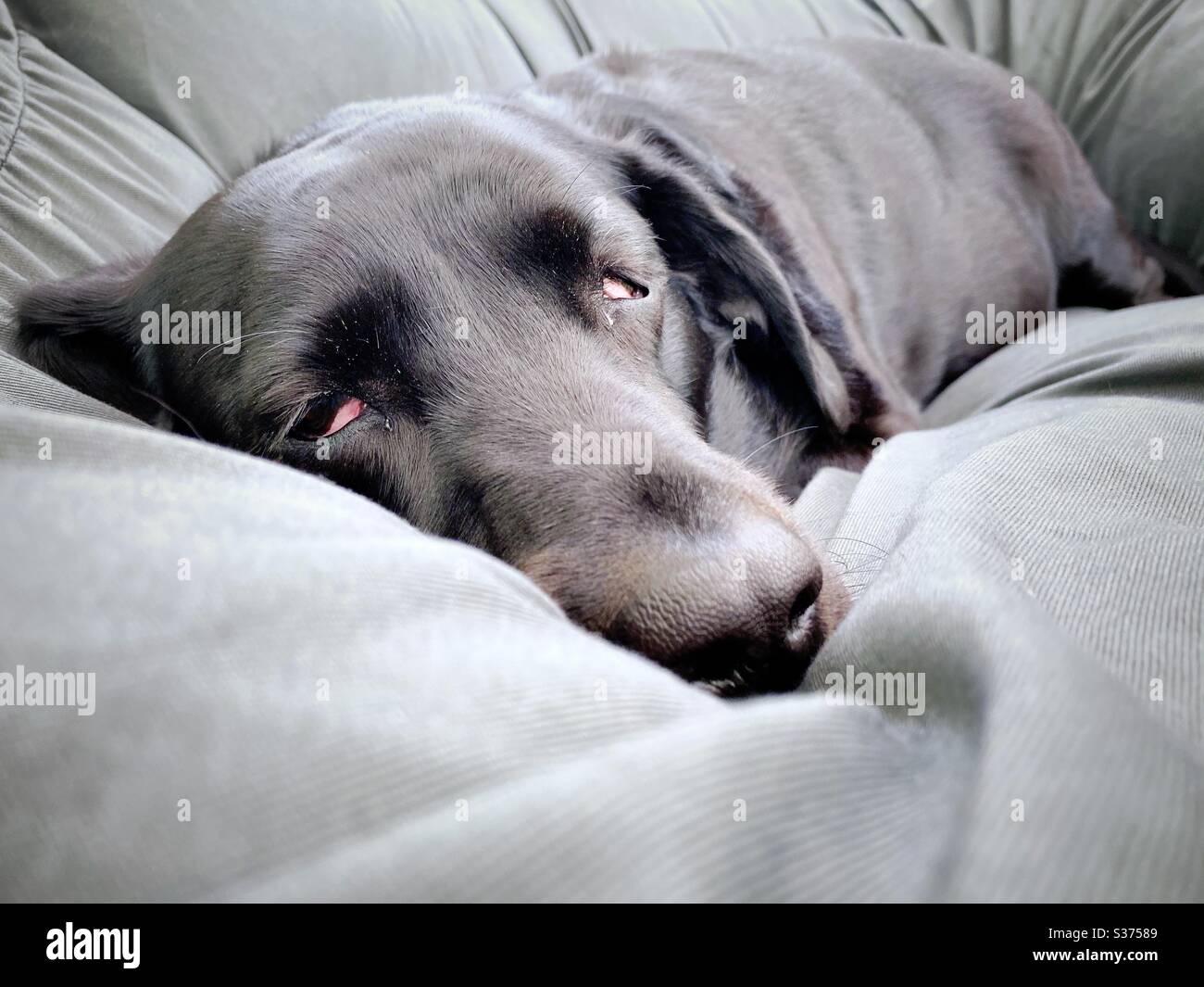 Nahaufnahme eines reifen neun Jahre alten Black Labrador, der auf einem riesigen bequemen Sitzsack im Innenbereich liegt. 9 Jahre alte Familie Haustier Hund ruht auf grauen Wohnmöbeln - Smartphone-aufgenommenes Stockfoto