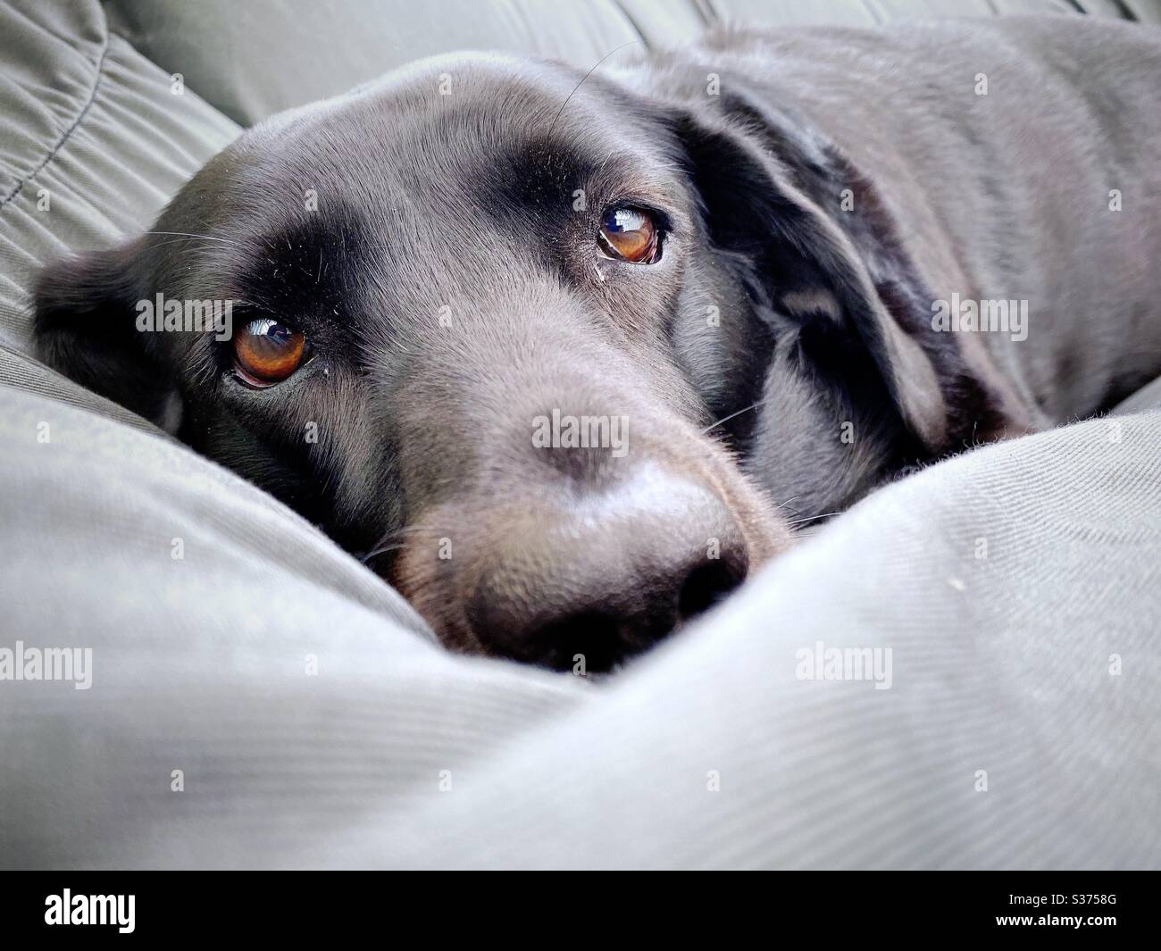 Nahaufnahme eines reifen neun Jahre alten Black Labrador, der auf einem riesigen bequemen Sitzsack im Innenbereich liegt. 9 Jahre alte Familie Haustier Hund ruht auf grauen Wohnmöbeln - Smartphone-aufgenommenes Stockfoto