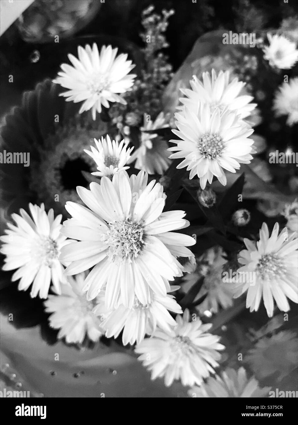 Schoner Wilder Blumengarten Schwarzweiss Stockfotos Und Bilder Alamy
