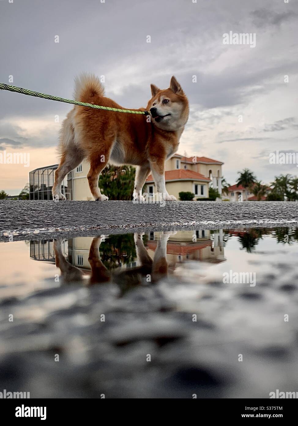Shiba Inu Hund auf dem Spaziergang nach Regen Stockfoto