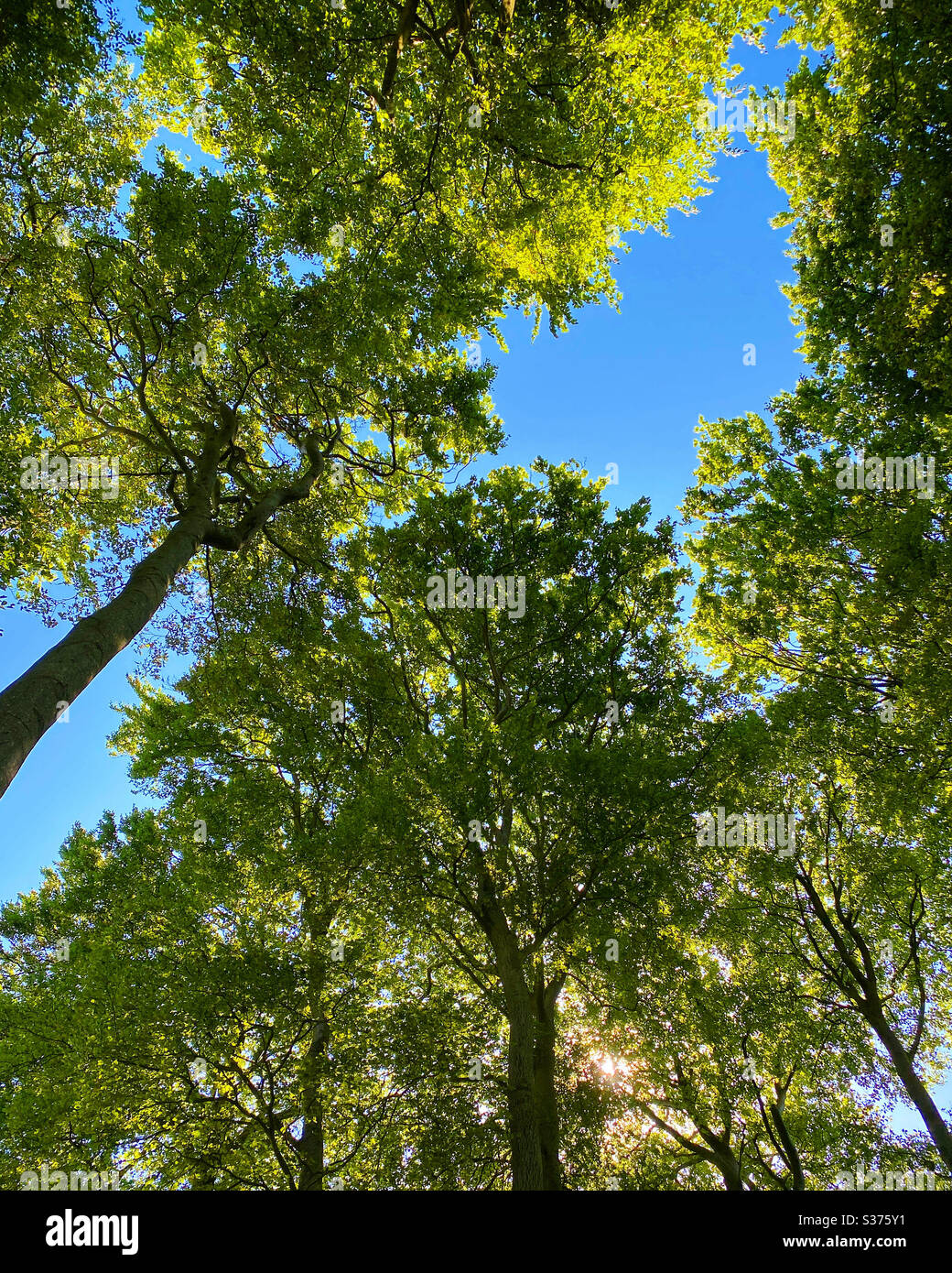 Blick auf Bäume vom Boden Stockfoto