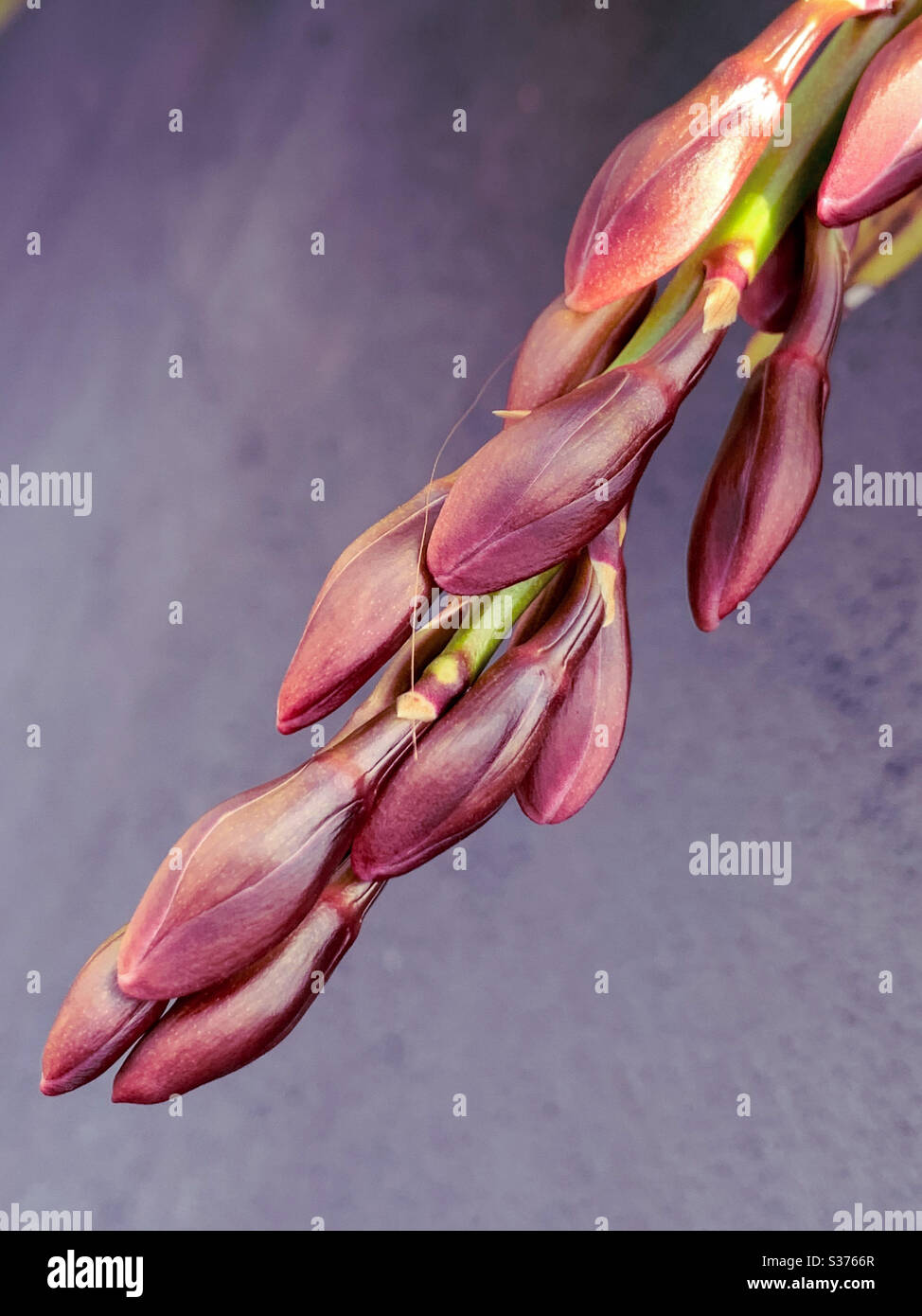 Bronzefarbene Cymbidium Orchideenknospen, die sich im Winter vor blaugrauem Hintergrund zur Blüte vorbereiten - Smartphone-aufgenommenes Stockfoto