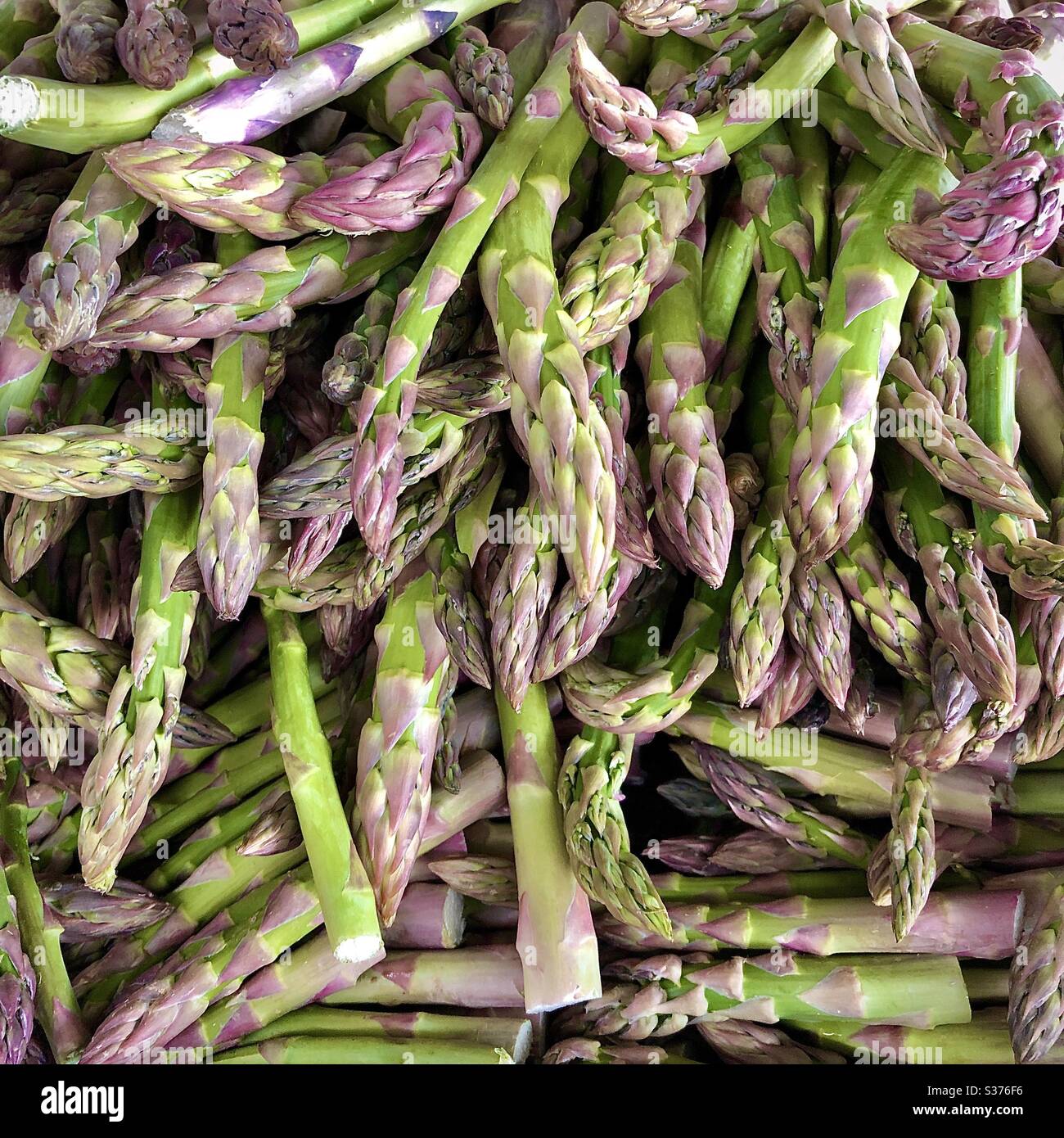 Frische junge Triebe oder Speere von lila gefärbtem grünen Spargel auf Marktstand, Frankreich. Stockfoto