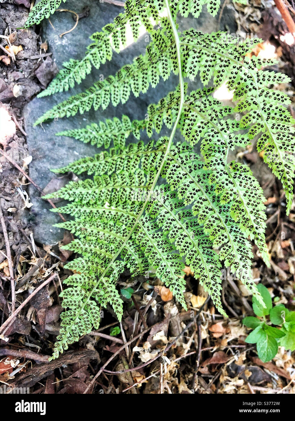 Sporenkoffer in dunkelbrauner oder schwarzer Linie an der Unterseite eines Farnblattes. Sie öffnen sich, um feine, Staub wie Sporen fallen, die den Farn zu reproduzieren Stockfoto