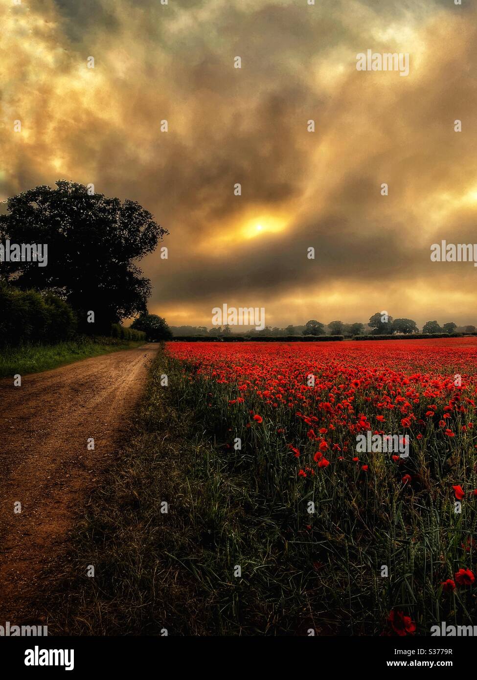 Pfad neben einem Mohn Feld in einem Norfolk Dorf Stockfoto