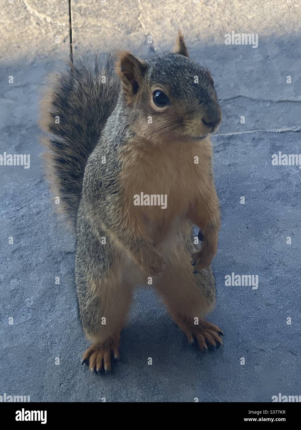 Cute grau Eichhörnchen auf Schritt stehen Stockfoto