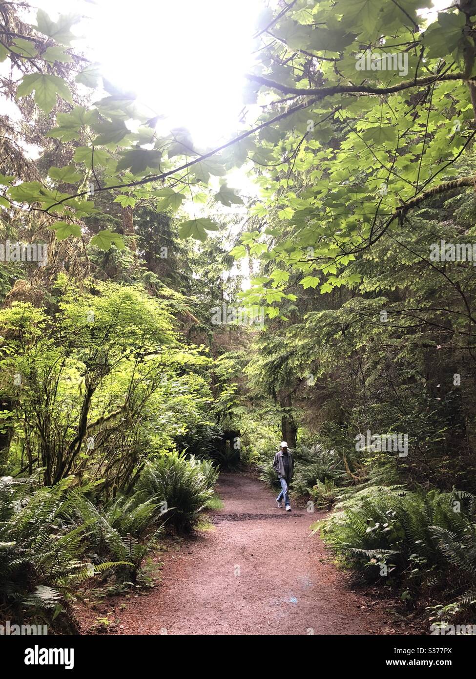 Wanderer auf einem Wanderweg am Point Defiance Park in Tacoma, WA Stockfoto