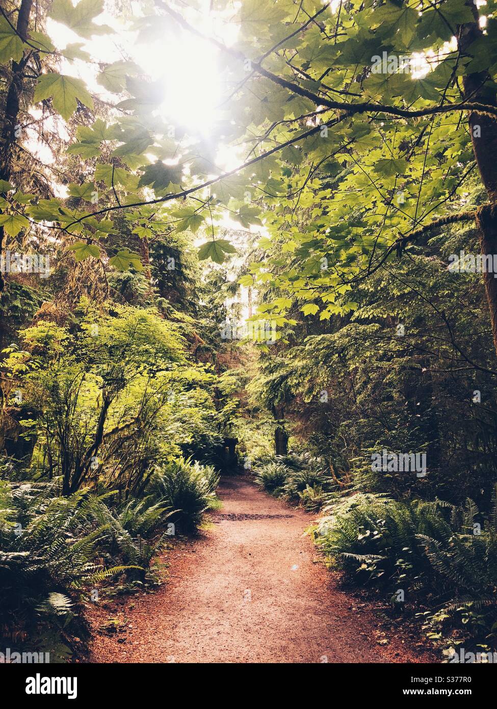 Geheimnisvoller Waldweg im Point Defiance Park in Tacoma, WA Stockfoto