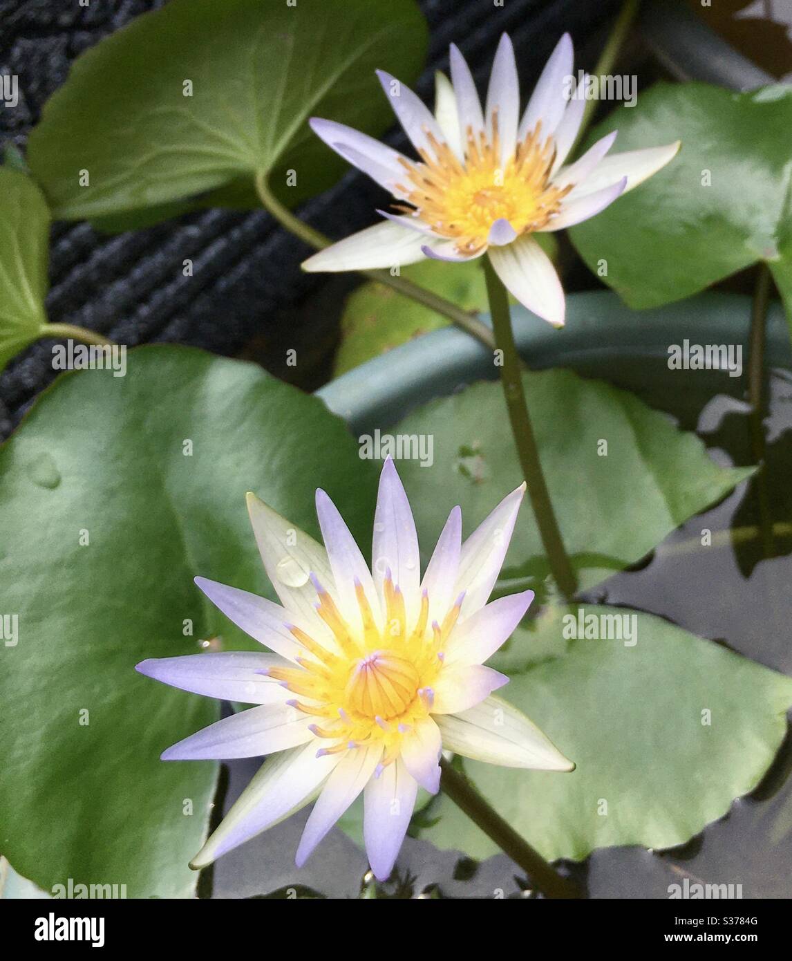 Weiß mit lila Lotus Stockfoto