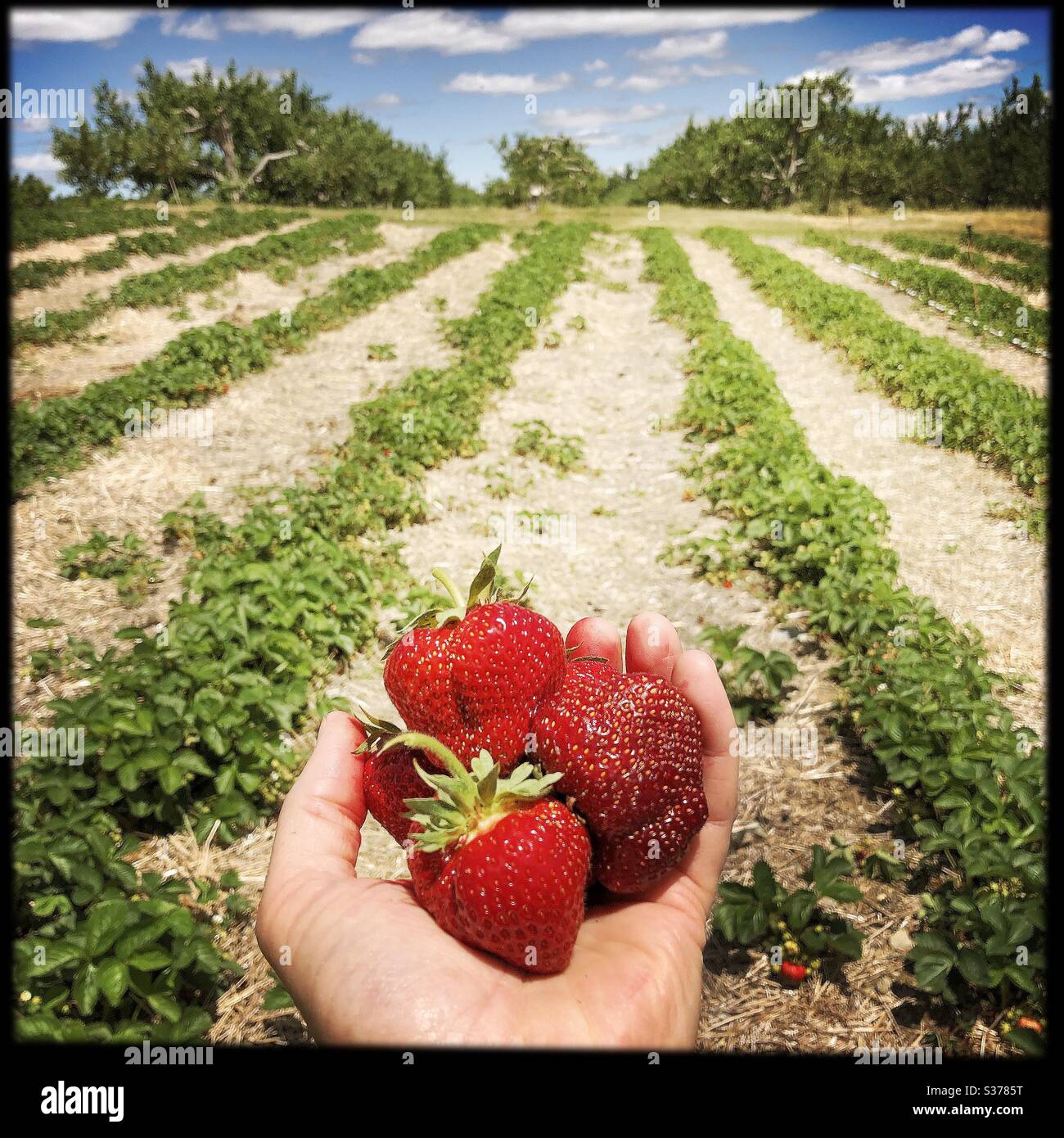 Eine Hand, die frisch gepflückte Erdbeeren auf einem kleinen Bauernhof hält Stockfoto