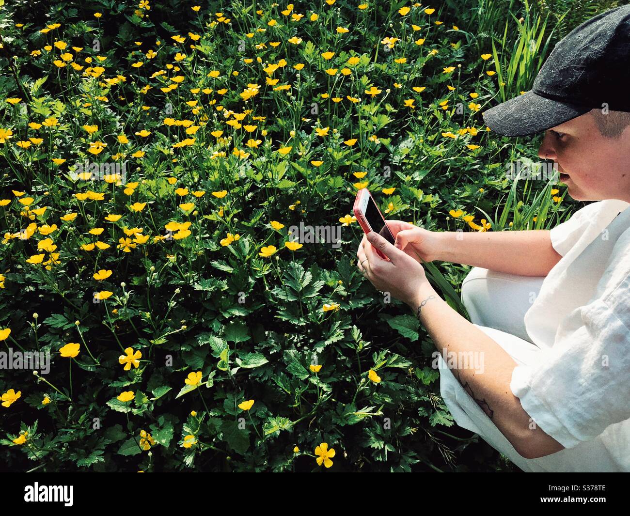 Fotografieren von Wildbutterblumen Wiese Stockfoto