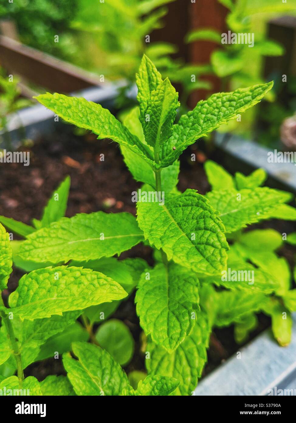 Minze Pflanze in Home Topf Nahaufnahme gewachsen Stockfoto