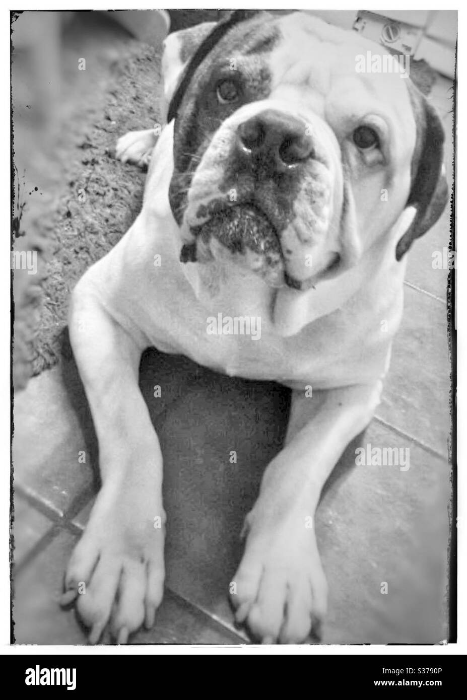 Meine amerikanische Bulldogge. RIP 🖤 Stockfoto