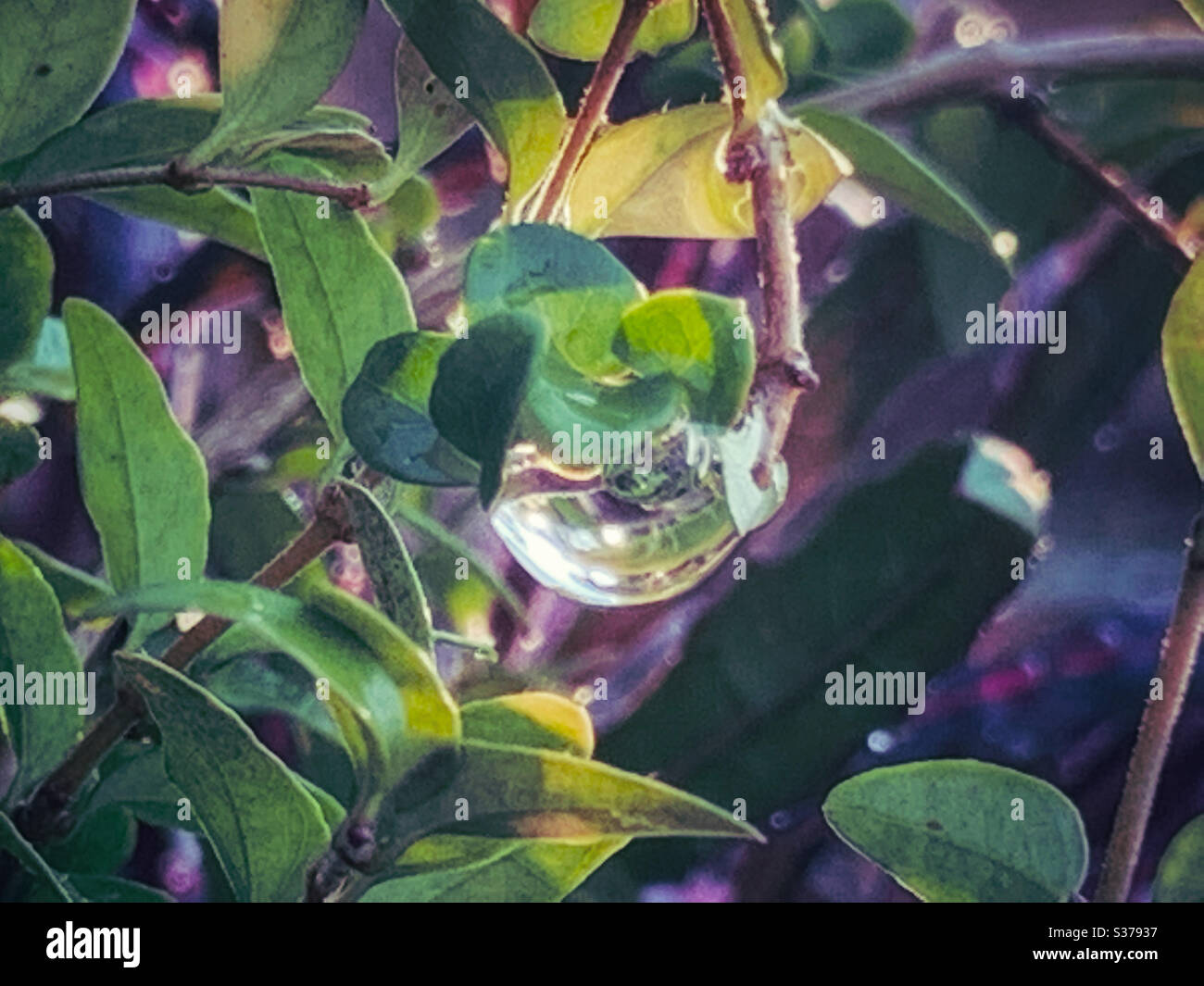 Wassertropfen in der Sonne Stockfoto