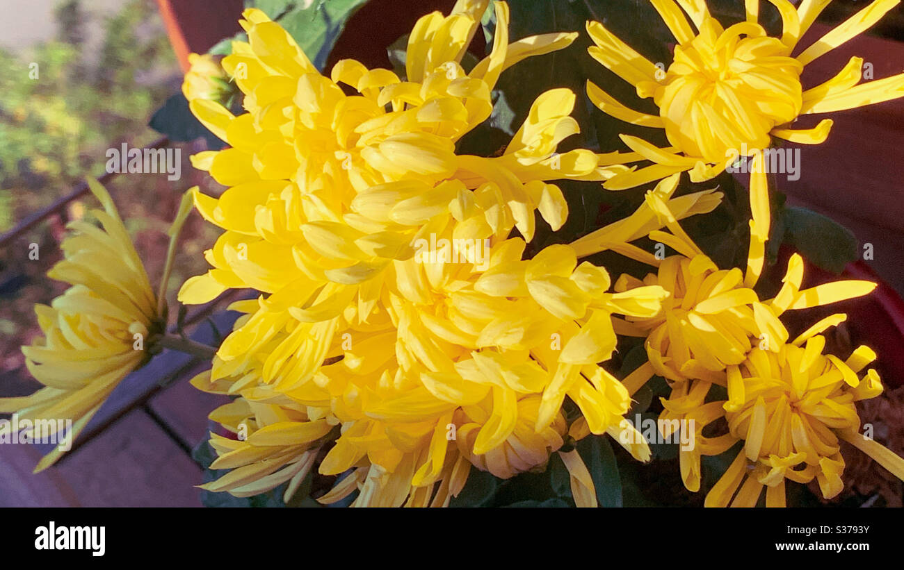 Ein ganzer Strauß gelber Chrysanthemum blüht in der Sonne Stockfoto